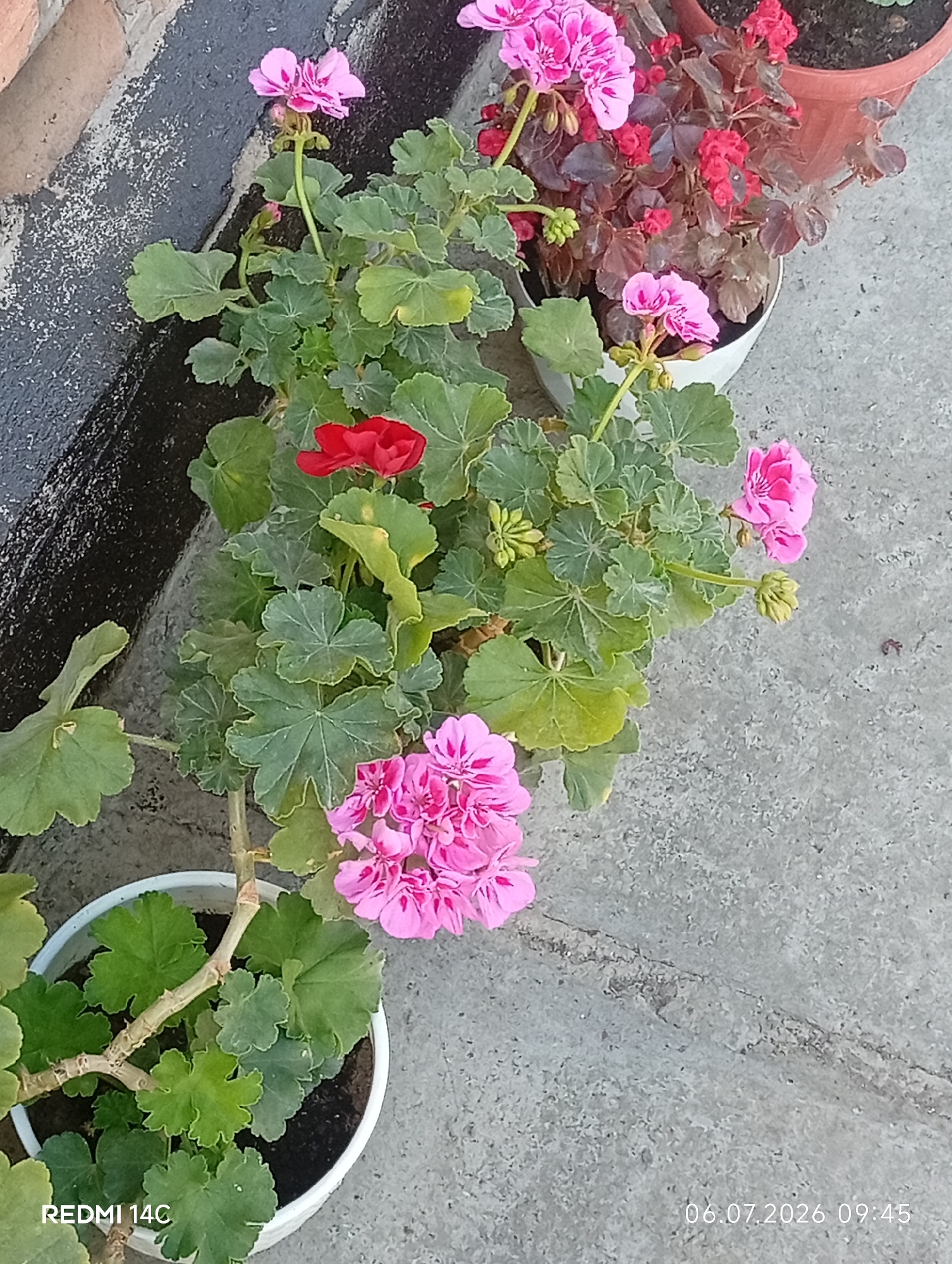 A high-angle, close-up shot captures a cluster of pink geraniums and one red geranium, arranged in white and terracotta pots on a concrete surface, likely outdoors. The plants are lush with green, lobed leaves. The background shows a brick wall with a dark, textured surface and part of another pot containing red flowers. The bottom left of the image displays "REDMI 14C" and the bottom right shows a date and time stamp: "06.07.2026 09:45". The lighting suggests it is daytime. The scene is static, with no people or animals present. The location is identified as Kenesh, Kyrgyzstan.