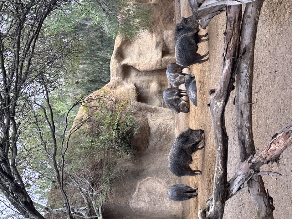 Several javelinas occupy a rocky, sandy terrain near trees. One large javelina stands out, while others huddle near the rocks. A group of trees frames the left side, and a weathered tree trunk stands tall on the right. The scene gives off a zoo-like environment.