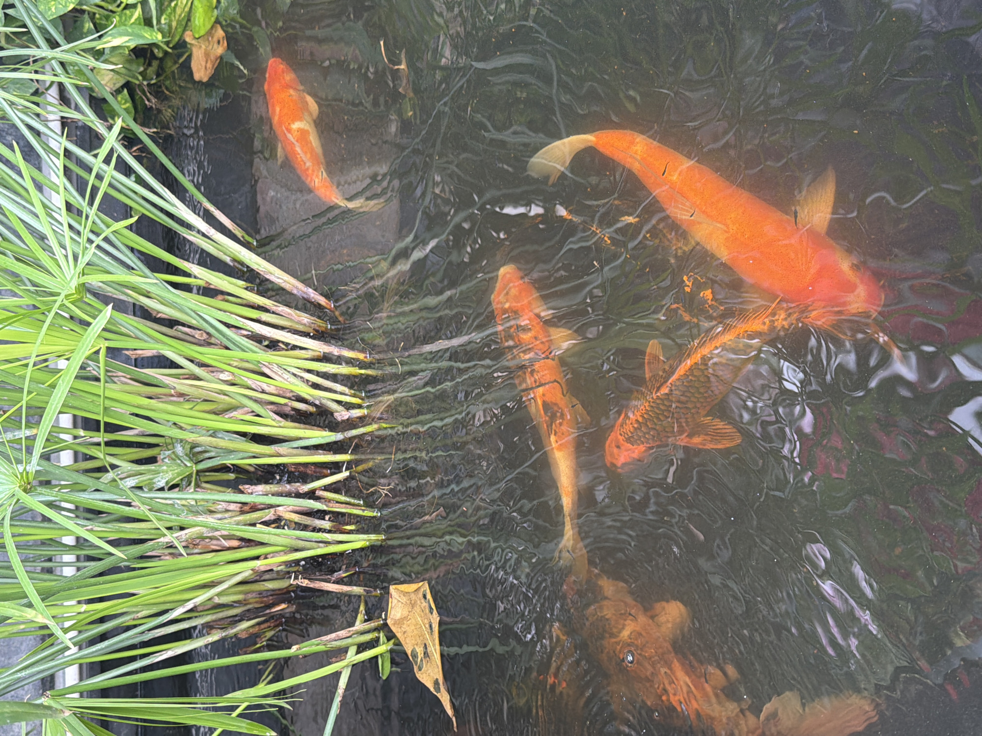 The image shows a pond with several orange koi fish swimming. Tall green reeds are growing on the left side of the pond, with some fallen leaves floating on the water's surface. The water is dark and reflects the surrounding greenery. The overall scene is tranquil and natural. The image does not provide any information to indicate a specific location in Nha Trang, Vietnam.