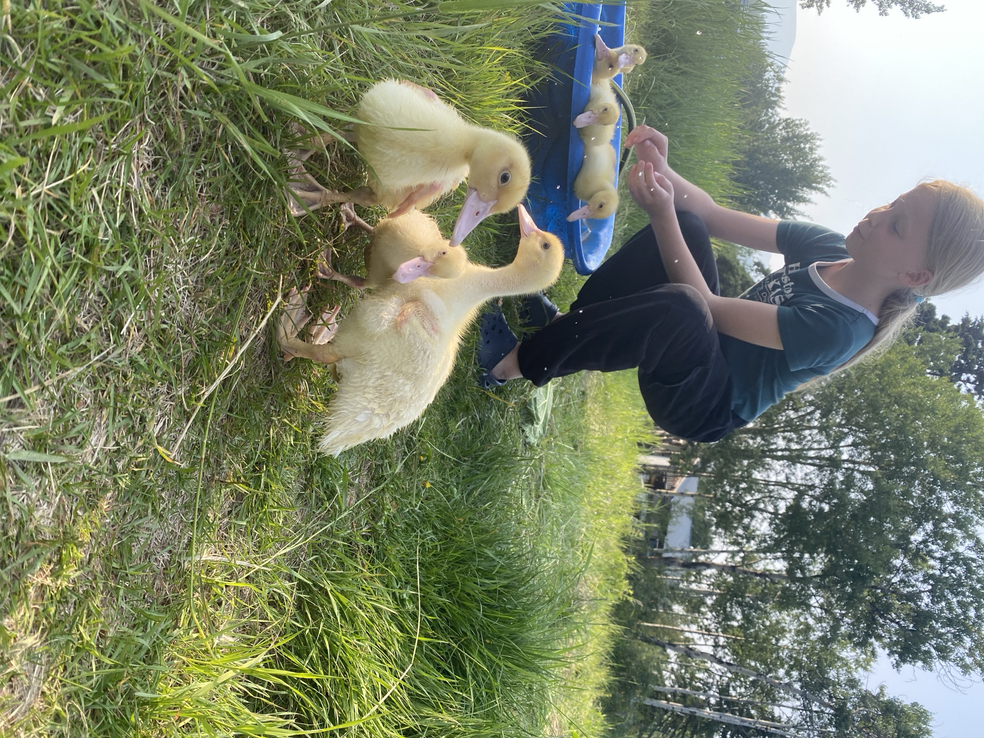 In Haines Junction, Canada, a young girl is kneeling in tall green grass, tending to several fluffy yellow ducklings in a blue basin. Sunlight filters through the trees in the background, casting a warm glow on the scene. The girl, with her hair pulled back in a ponytail, is focused on the ducklings, some of which are in the basin while others are exploring the grass. The overall impression is one of peaceful outdoor activity in a rural setting.