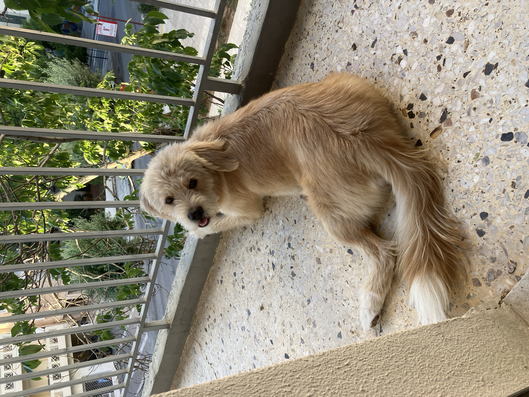 A light brown dog with shaggy fur is lying on a terrazzo balcony floor. The dog is resting its head on its paws, looking towards the camera with its tongue slightly out. Behind the dog, a metal railing separates the balcony from a street scene with trees, a building, and a red sign. The location is identified as Paleo Faliro, Greece.