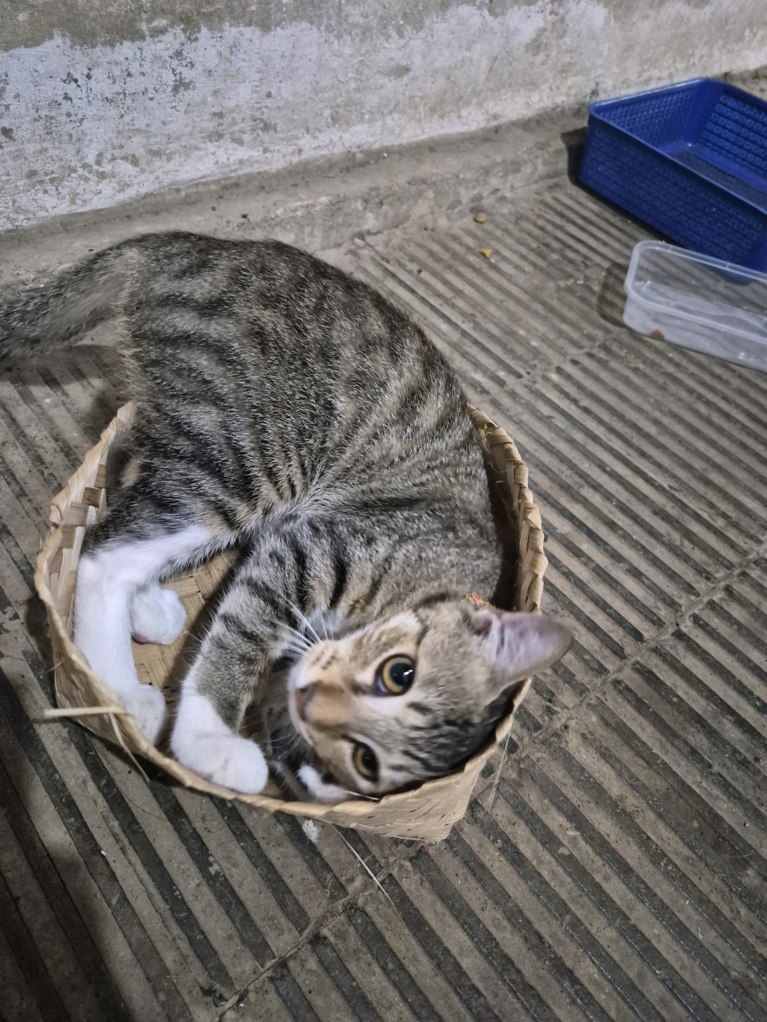 A tabby cat with white paws lies on its back inside a small woven basket on a gray, slatted outdoor floor. The cat's head is tilted to the side, and it is looking directly at the camera with wide, yellow eyes. In the background, to the right, are two plastic containers, one blue and one clear. The wall behind the cat is rough and textured, with patches of white paint. The scene appears to be an outdoor space in Dukuhrejo, Indonesia, possibly a courtyard or patio.