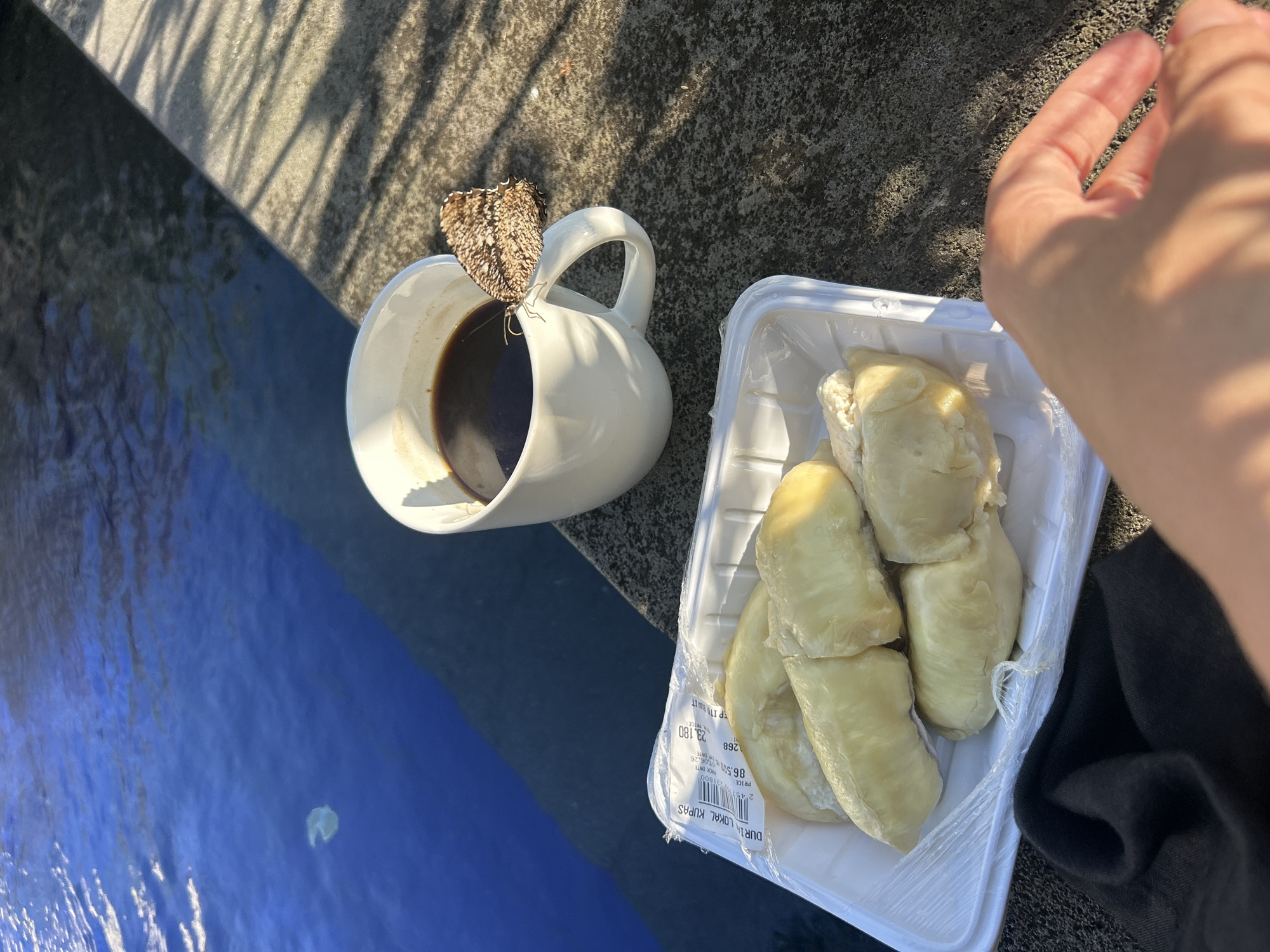 The image captures an outdoor scene from a close-up, slightly elevated perspective, featuring a person's hand, food, a beverage, and an insect beside a body of water. In the lower right foreground, a fair-skinned hand is partially visible, positioned over a dark, possibly black, fabric. Adjacent to the hand and centrally located, a white rectangular plastic container holds multiple segments of peeled durian fruit. A label on the container is visible, displaying "DURIAN LOKAL KUPAS," a barcode, and a price of "29.180." To the right of the durian, a white ceramic mug containing dark liquid, presumably coffee, sits on a textured, grey concrete surface. A brown and cream-patterned butterfly or moth is perched on the mug's handle. The concrete surface extends diagonally across the midground, marked by sharp, elongated shadows, suggesting nearby foliage or structures. In the background, a calm, deep blue body of water, possibly a pool or canal, reflects light and shows subtle ripples, with a small, light-colored object floating on its surface in the upper left. The scene is illuminated by direct sunlight, casting strong shadows. The location is Unknown, Unknown.