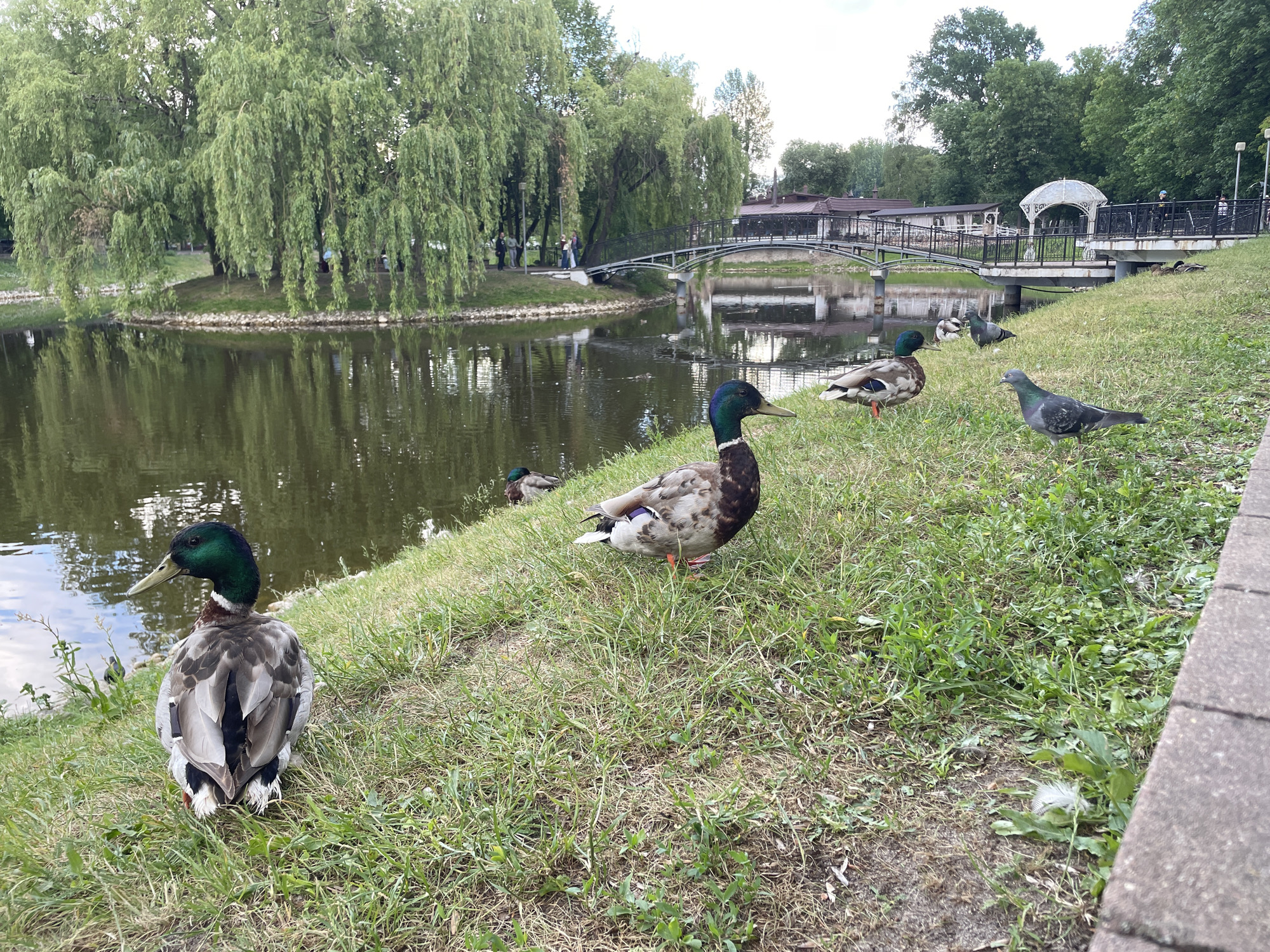 This is an eye-level medium shot of a park scene in Brest, Belarus. In the foreground, on a grassy slope, are three mallard ducks and two pigeons. The mallard ducks are facing various directions, with one duck in the foreground facing left, and another in the mid-ground facing right. The pigeons are also facing different directions. Behind the ducks and pigeons, a body of water reflects the surrounding trees and a bridge. The water appears calm and dark. In the background, a bridge spans the water, connecting two sides of the park. Beyond the bridge, there are buildings and trees. People can be seen walking across the bridge and on the paths in the distance. The overall environment is that of a park with a pond, lush green trees, and a bridge. The lighting suggests it is daytime, possibly late afternoon or early evening.