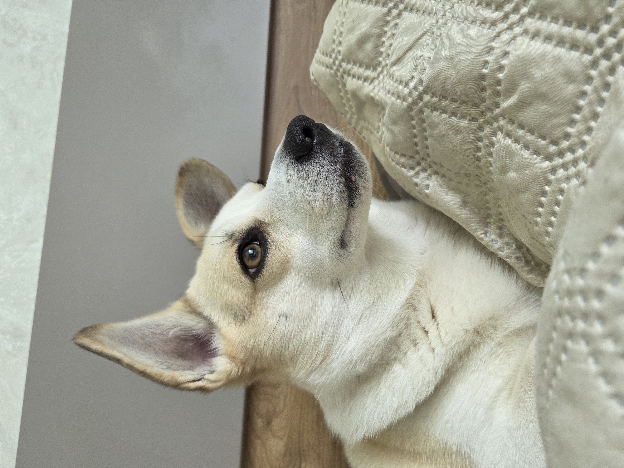 A dog with a light-colored coat and pointed ears is lying on a bed next to a textured beige pillow. The dog is looking up and to the left, with one eye visible. The background includes a light gray wall and a dark wooden surface. The location is unknown.