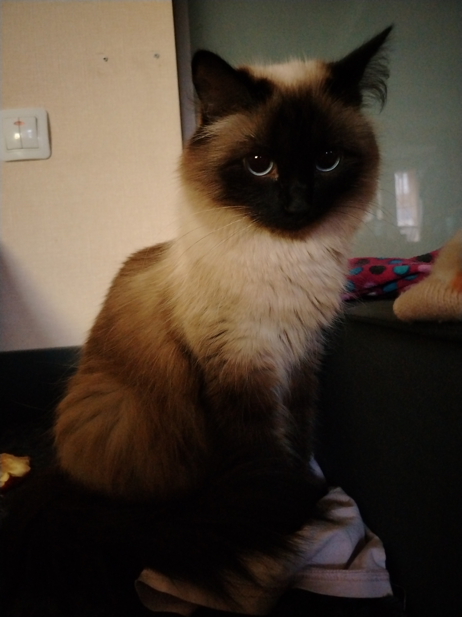 A brown and cream-colored seal point Balinese cat is sitting on top of a grey fabric-covered surface. The cat has a dark brown face, ears, paws, and tail, and its eyes are round and blue. A white light switch is visible on the wall behind the cat. A polka-dotted blanket and a tan colored object are next to the cat on its right. The location is unknown.