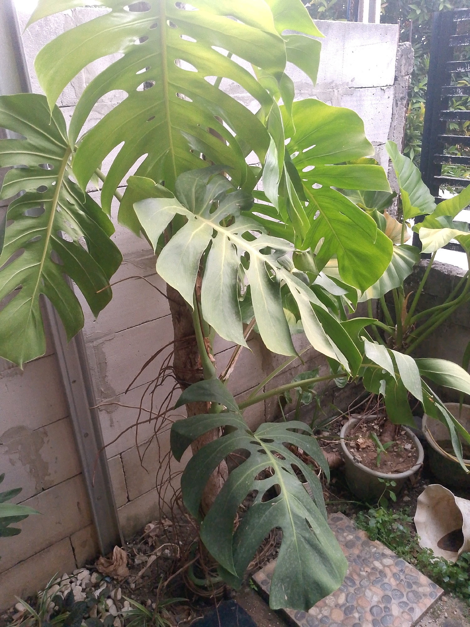 The image depicts a large Monstera deliciosa plant with characteristic fenestrated leaves, situated outdoors. The plant is positioned next to a light-colored brick wall and what appears to be a metal fence or gate. Several potted plants, some containing soil and small seedlings, are visible in the background, along with some scattered pebbles and dry foliage on the ground. The overall environment suggests a garden or outdoor patio setting. The lighting indicates it is daytime, possibly late afternoon due to the warm tones. No people are present in the image. The scene is likely in a residential area of Klapanunggal, Indonesia, a region known for its tropical climate which supports the growth of such plants.