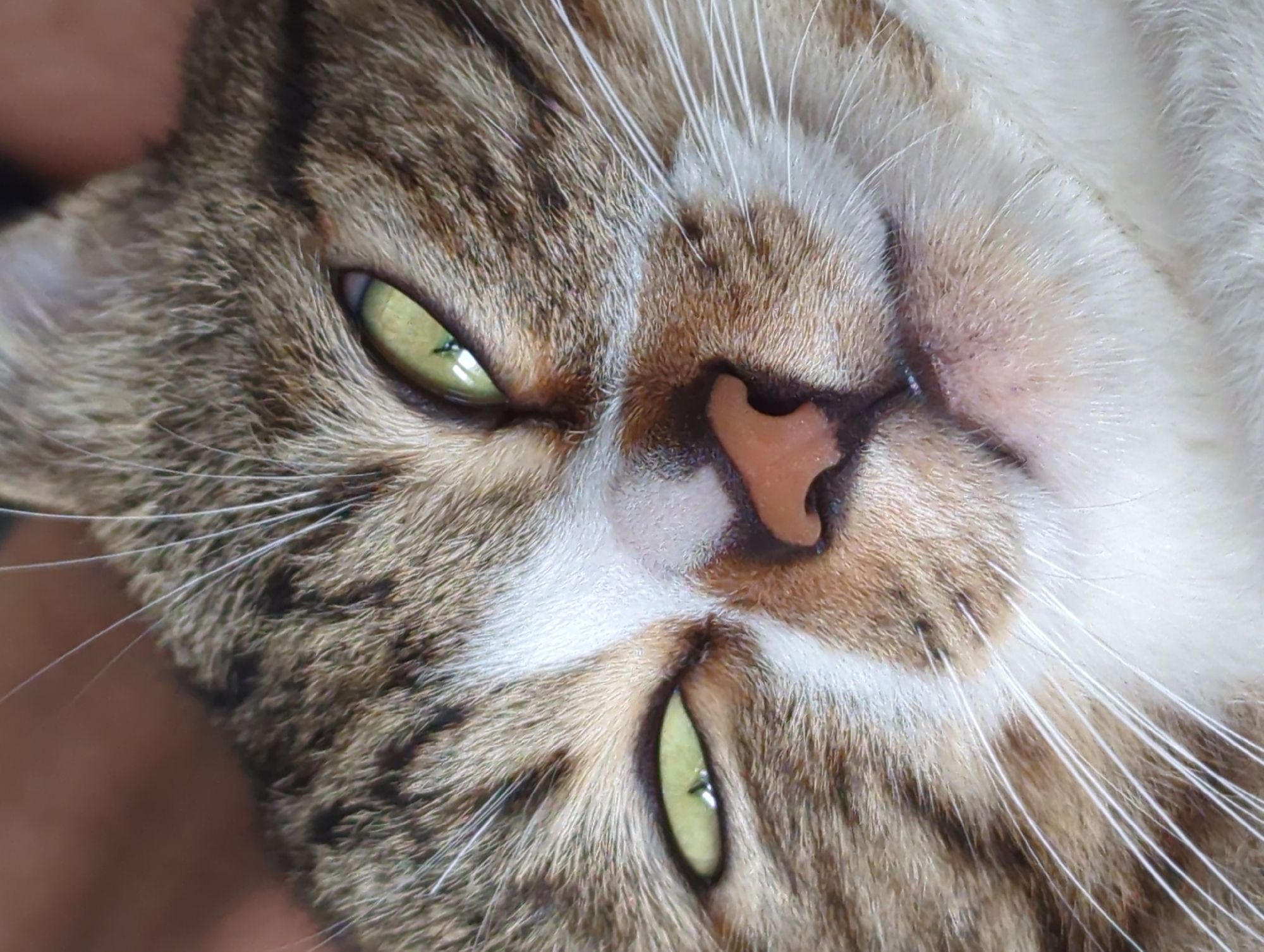 The image is a close-up of a tabby cat's face. The cat is upside down. The cat's eyes are green. Its nose is pink. The fur around its nose is white. The cat has long white whiskers. The cat is tabby colored, with brown, white, and tan fur. There is no evidence of the location being Shunde District, China.