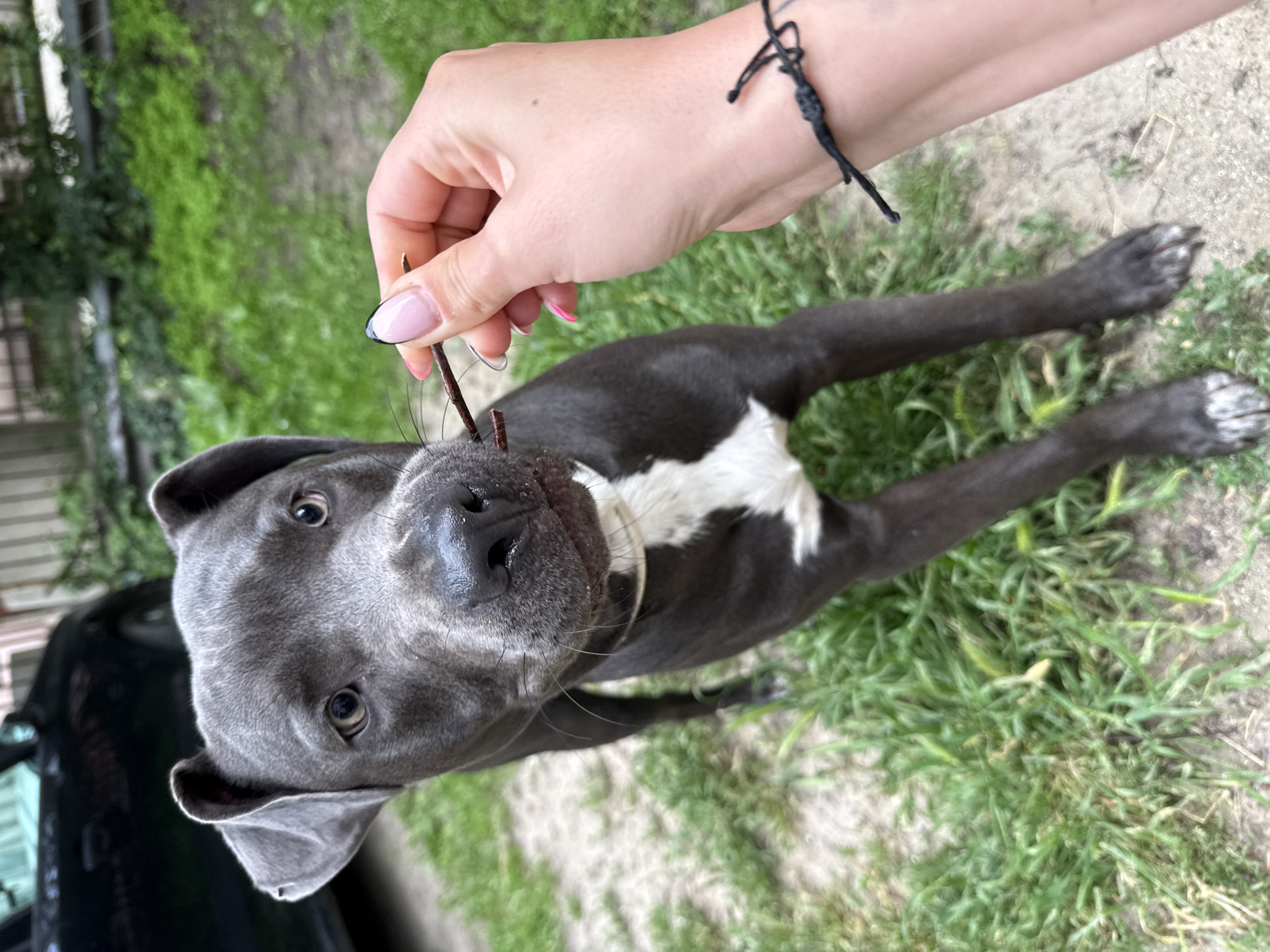 A gray pit bull puppy with a white chest lies on a patch of grass and concrete. A human hand with manicured nails and a black cord bracelet holds a small twig near the puppy's nose. A black car is visible in the background. The location cannot be determined from the image.