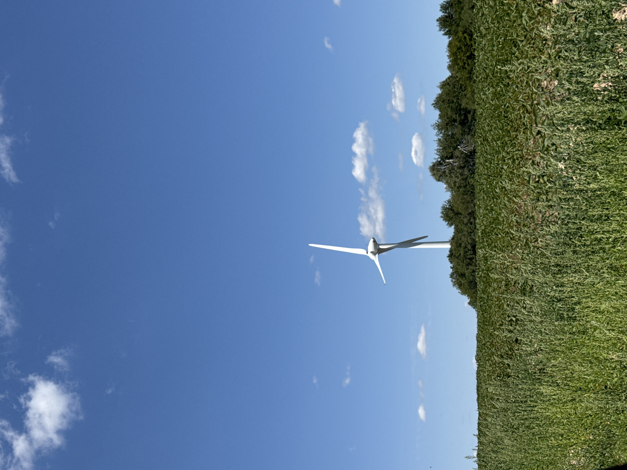 The image depicts a rural landscape under a clear blue sky with scattered white clouds. In the mid-ground, a solitary white wind turbine stands tall against the horizon, its blades at rest. The turbine is situated behind a dense line of green trees that form a natural barrier. In front of the trees and extending to the foreground, a vast field of green crops stretches across the frame. The foreground is dominated by tall, wild green grass and weeds. The scene suggests an agricultural area, possibly in or around the village of Kuriany, Ukraine, given the context. No people or specific actions are visible.