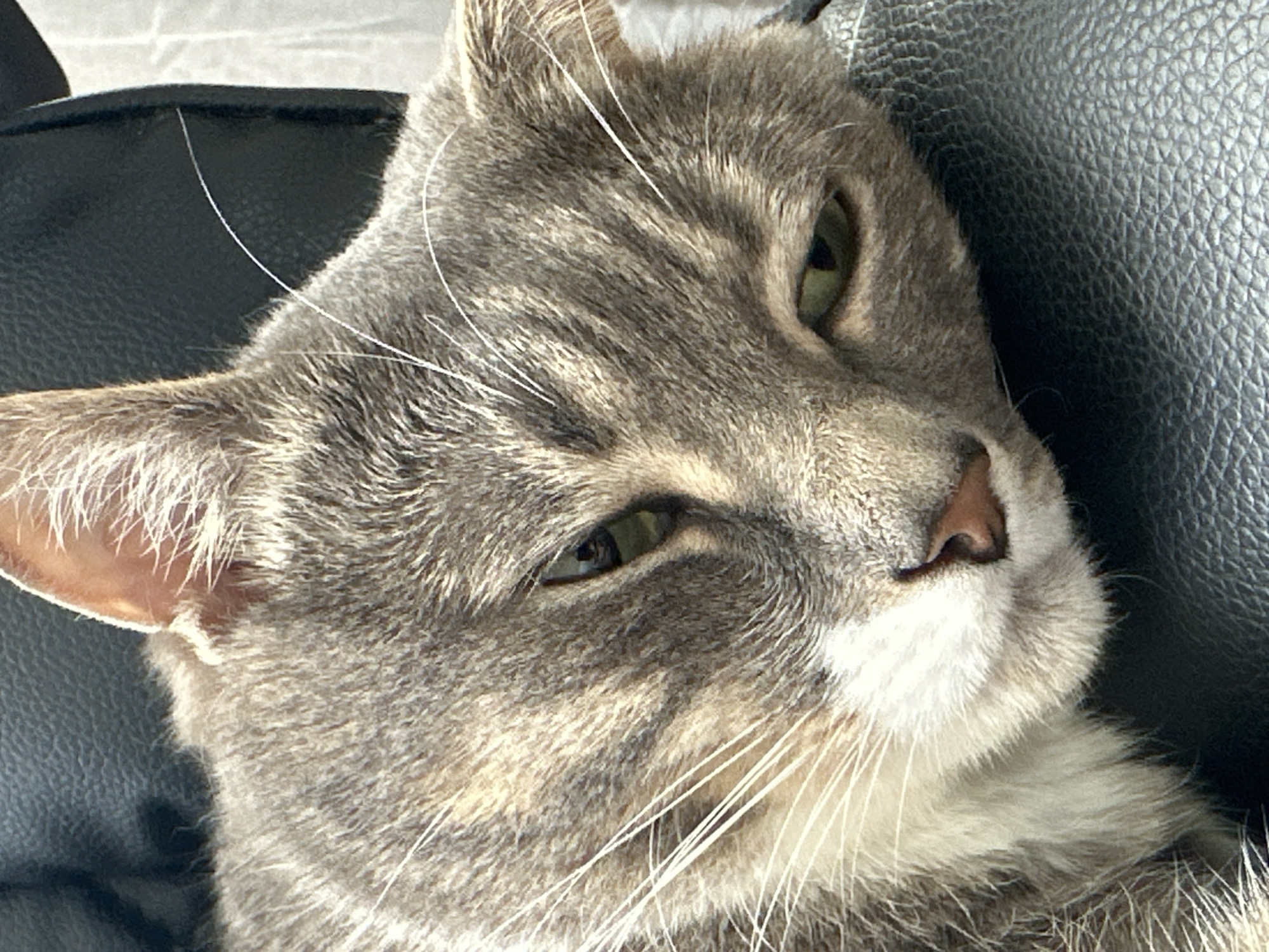 An extreme close-up shot shows the face of a gray tabby cat with white markings on its chin and muzzle. The cat's left eye is open, revealing a green iris with a dark pupil. Its right eye is partially closed. The cat's head is resting on a dark, textured surface, likely a leather chair or car seat. The background is out of focus and appears to be a light-colored wall or surface. The lighting suggests it is daytime, possibly indoors or in a shaded outdoor area.