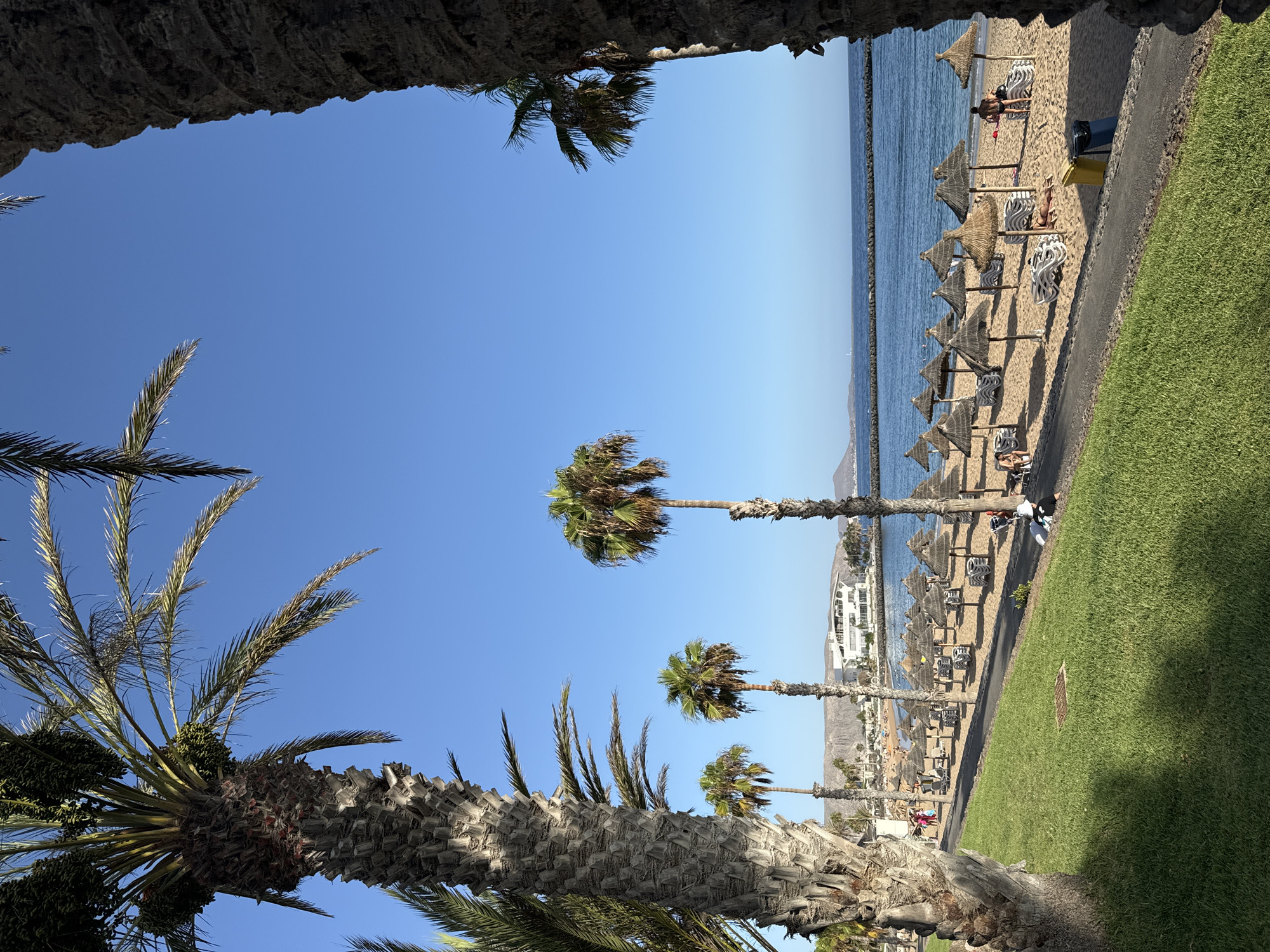 In Arona, Spain, a sun-drenched beach scene unfolds under a clear blue sky, framed by the textured trunks of mature palm trees. The foreground is dominated by a lush green lawn, bordered by a dark pathway. Beyond the pathway lies a sandy beach populated with rows of thatched umbrellas and empty lounge chairs, suggesting a leisurely day at the shore. A few individuals are visible on the beach, some sunbathing and others standing near the water's edge. The calm, blue ocean stretches out to the horizon, meeting the sky in a seamless line. In the background, a modern white building with a curved design is nestled amongst sparse vegetation, with distant mountains providing a rugged backdrop. The scene captures the essence of a tranquil coastal resort.