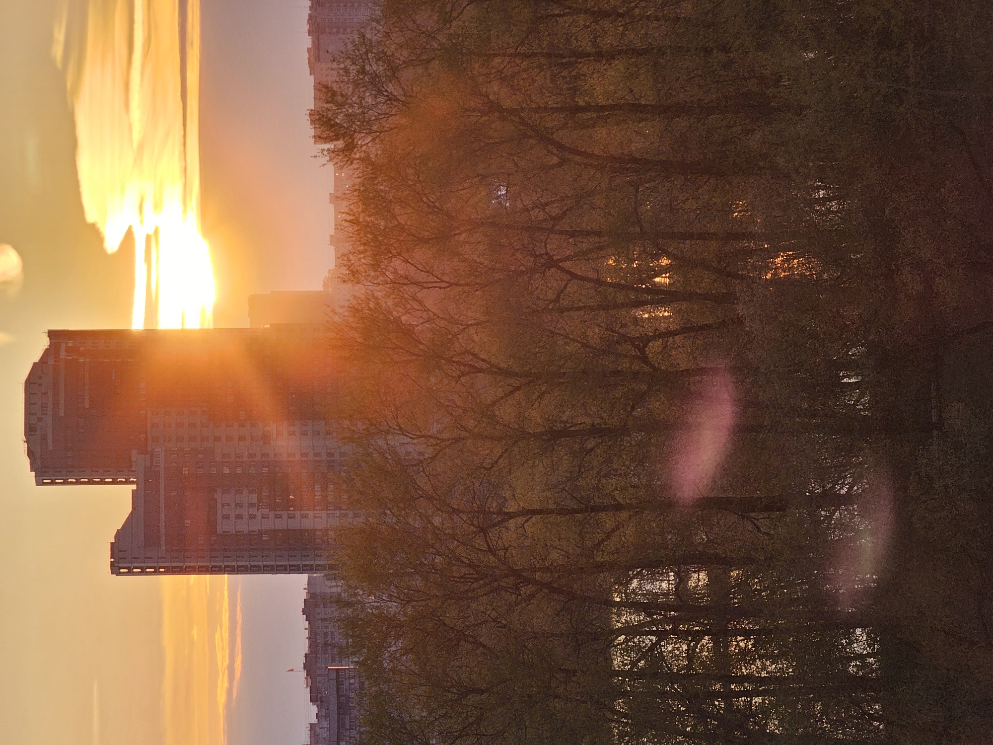 The image captures a vibrant sunset or sunrise over an urban landscape in Khimki, Russia. On the left side of the frame, several tall, modern buildings rise, their facades partially silhouetted and partially illuminated by the intense light. These structures appear to be apartment blocks or office buildings with numerous windows. To the right, a dense cluster of trees with intricate branches and sparse foliage forms a natural boundary, obscuring elements behind them.
The primary event depicted is the powerful natural phenomenon of the sun positioned low in the sky, casting an exceptionally bright, golden glow. This intense light produces dramatic lens flares and starburst effects, particularly emanating from the left side of the image, bathing the entire scene in warm, orange-yellow hues. The sky exhibits a gradient of fiery colors, transitioning from brilliant yellow and orange near the sun to softer tones.
Notable details include the overwhelming warmth of the color palette, dominated by yellows, oranges, and browns, with hints of green in the trees. The atmosphere appears slightly hazy, enhancing the visibility of the sun's rays. Distinct pink and purple lens flares are also visible within the tree branches on the right side of the image, adding to the photographic quality. The trees appear to be in an early stage of leafing or late autumn, given their somewhat bare appearance. No specific activity or people are discernible; the image focuses on the interplay of light, architecture, and nature. There is no visible text.