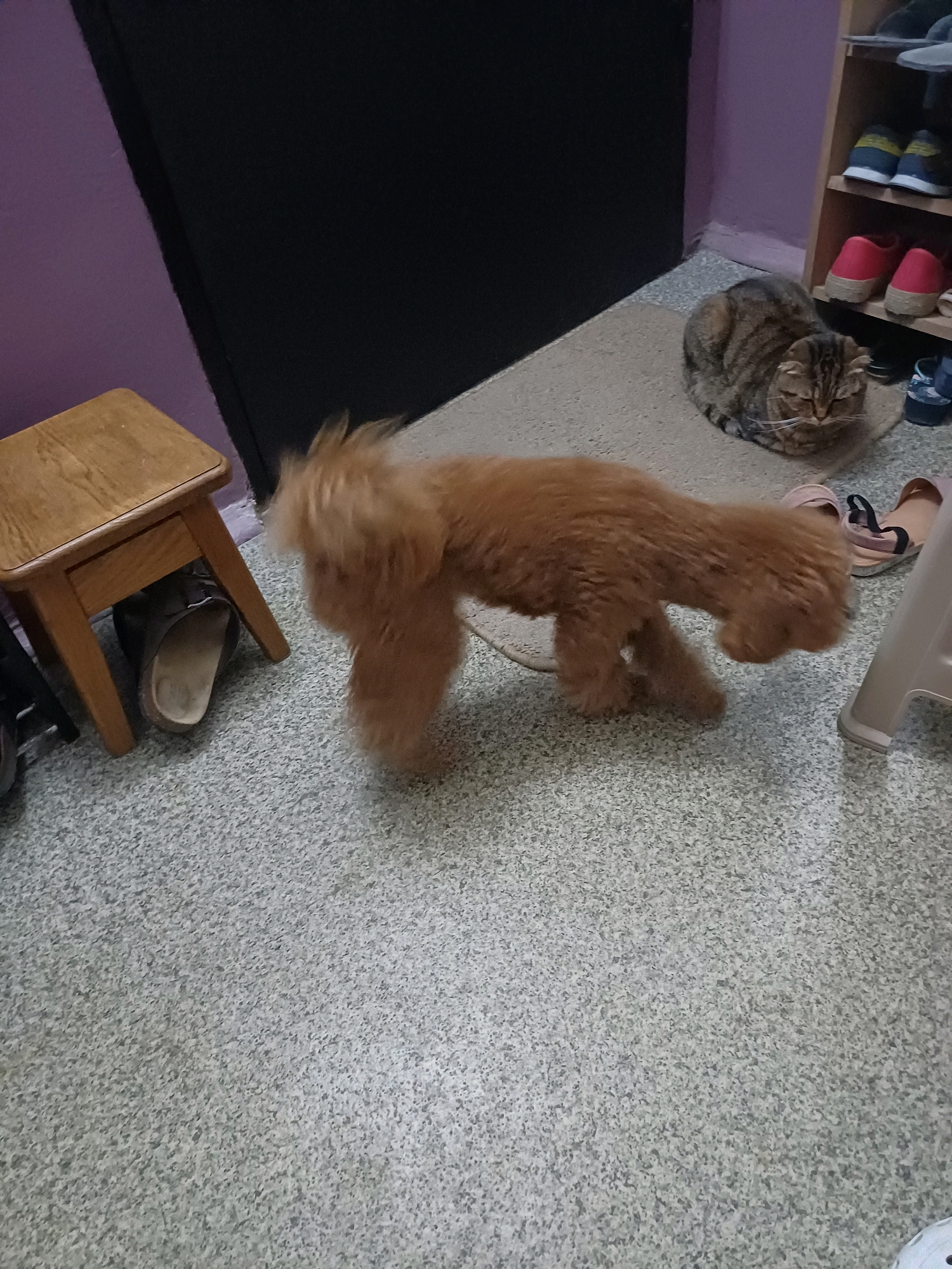 In an indoor setting with speckled grey carpeting, a small, light brown, fluffy dog with a curly tail is captured in motion, appearing to walk or run towards the right of the frame. The dog's fur is disheveled, and its legs are slightly blurred due to movement. To the left of the dog, a small, wooden stool with a single drawer is visible. Beneath the stool, a dark-colored open-toed sandal or clog is placed on the floor. In the background, to the right of the dog, a tabby cat is resting, curled up on a light brown mat. Behind the cat, a wooden shelf unit is present, holding several pairs of shoes. The wall behind the stool and cat is painted a light purple color. The image does not provide any specific indicators of its location within Kyiv, Ukraine.