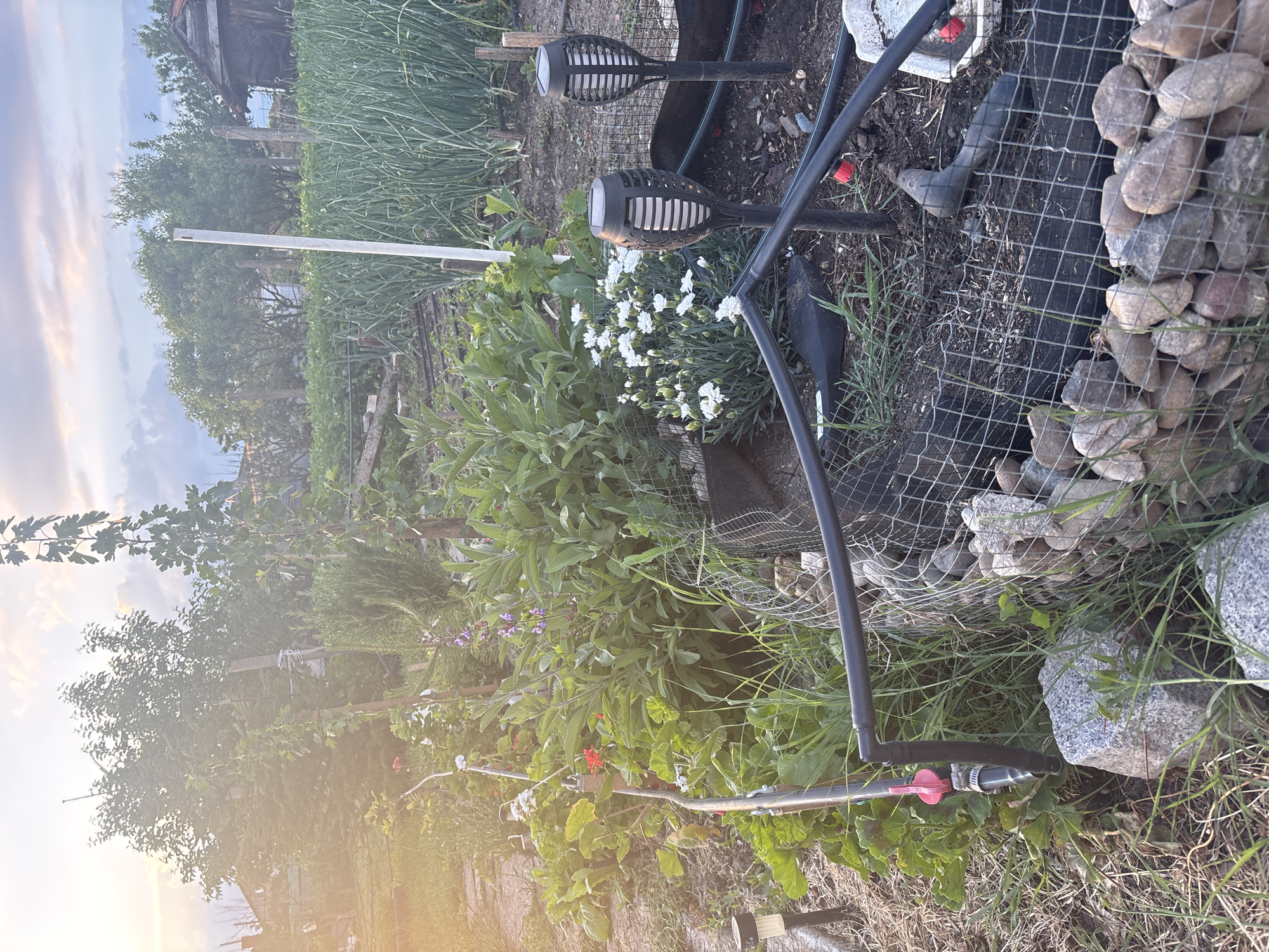 The image depicts an outdoor garden scene. A variety of plants are present, including sage with purple flowers, geraniums with red flowers, and white flowers. There are also tall green plants resembling onions in the background. A black irrigation system is visible, running throughout the garden, with a red valve near a rock border lined with wire mesh. Two black solar garden torches are also visible. The setting is possibly a backyard garden. The exact location within the city of Unknown, Unknown cannot be determined from the image.