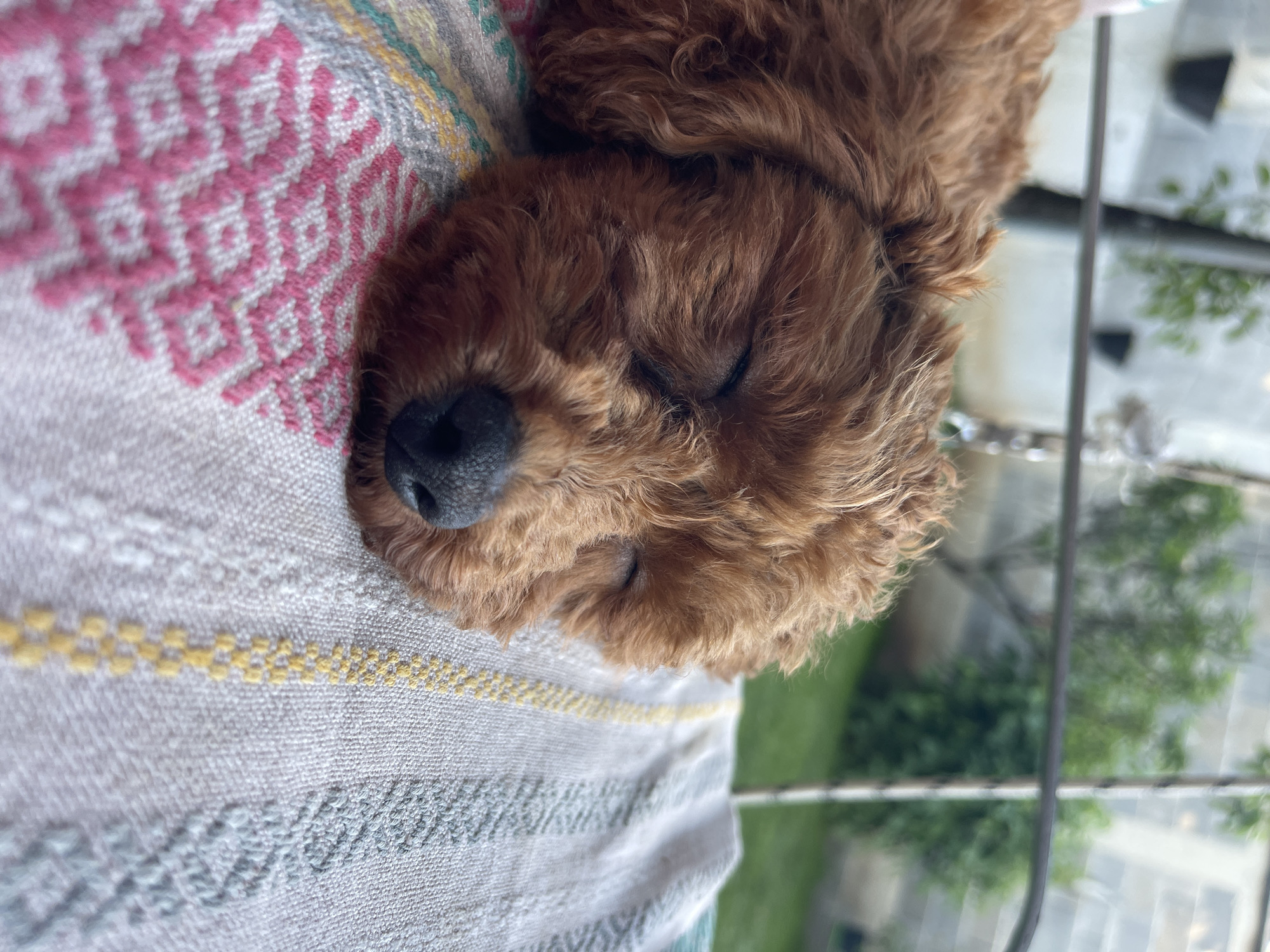 A reddish-brown poodle is sleeping on a patterned blanket. The blanket has pink, yellow, grey and blue patterns. The background shows a building and greenery, potentially viewed through a window, possibly in Sofia, Bulgaria.
