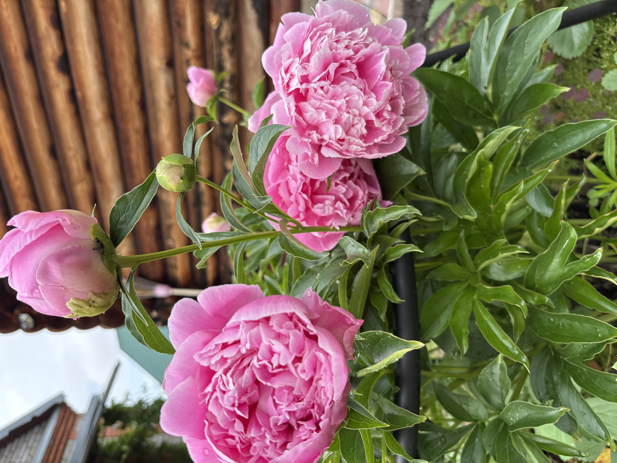 A cluster of vibrant pink peonies is in full bloom, with several fully opened flowers and a few buds visible. The petals are densely layered and appear slightly wet, suggesting recent rain. Lush green leaves surround the blossoms, some of which also have water droplets. In the background, a rustic wooden building with horizontal logs is visible, its warm brown tones contrasting with the bright pink of the flowers. To the left, parts of a grey building and some green foliage can be seen. The scene is set outdoors, likely in a garden or yard, in the city of Korodovo, Russia. The lighting suggests an overcast day.