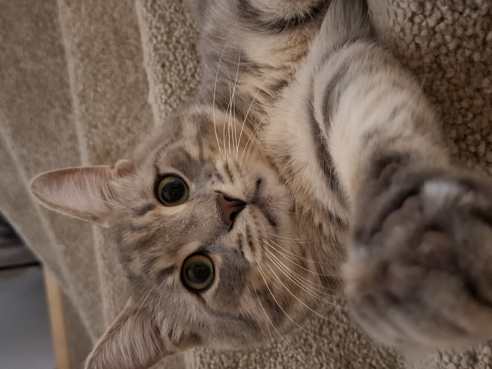A close-up, eye-level shot shows a tabby cat with light brown and grey fur lying on a beige carpeted staircase. The cat is facing the camera with its head tilted to the left, and its front paw is extended towards the lens, obscuring part of its face and body. The cat has large, green eyes with dark pupils, a small pink nose, and long white whiskers. The staircase appears to be indoors, with the texture of the carpet clearly visible. The background is out of focus, showing the continuation of the stairs and a hint of wooden trim. There is no indication of the cat's location within Zemun Urban Municipality, Serbia.