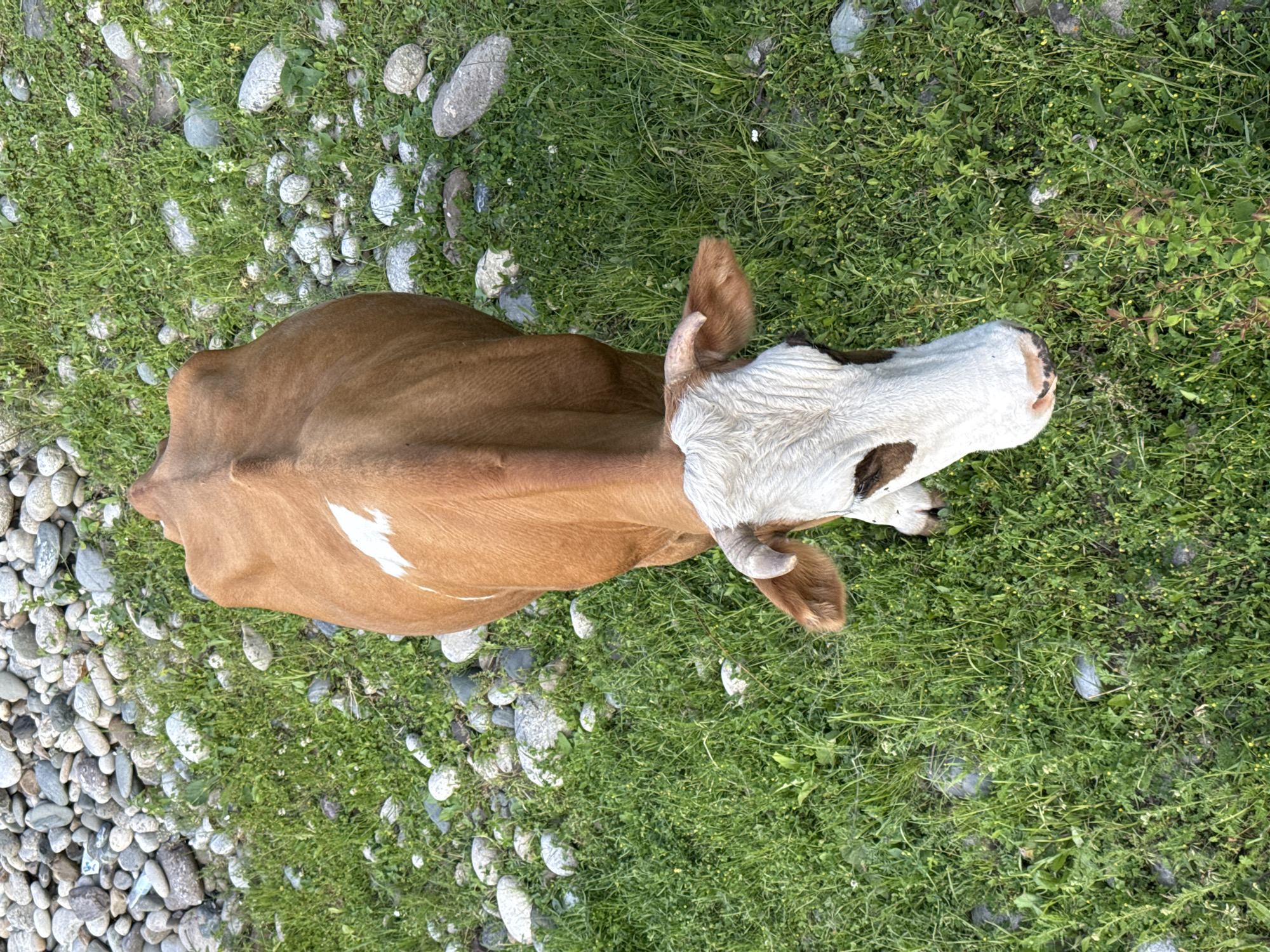 A brown and white cow stands in a grassy area with scattered grey rocks. The cow is viewed from directly above, with its head facing towards the bottom of the frame. The cow has a white face with brown markings around its eyes and brown ears. It has small horns curving upwards and back. The body of the cow is predominantly brown with a white patch on its back. The environment appears to be a natural outdoor setting, possibly a field or meadow, with lush green grass and various sized grey stones distributed throughout. The lighting suggests it is daytime, with shadows indicating a light source from above. This scene is located in the city of Karachayevsk, Russia.