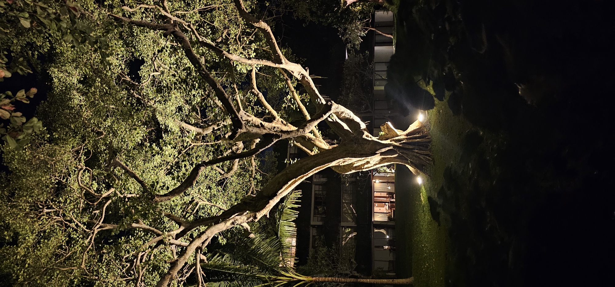 The image depicts a large tree illuminated at night, likely in a garden setting, in Denpasar, Indonesia. The tree's branches are bare, and its trunk is illuminated by ground-level spotlights. Behind the tree, a building with multiple floors and lighted windows is visible. A palm tree and other foliage surround the scene. The environment is dark, with the tree and building being the primary sources of light.