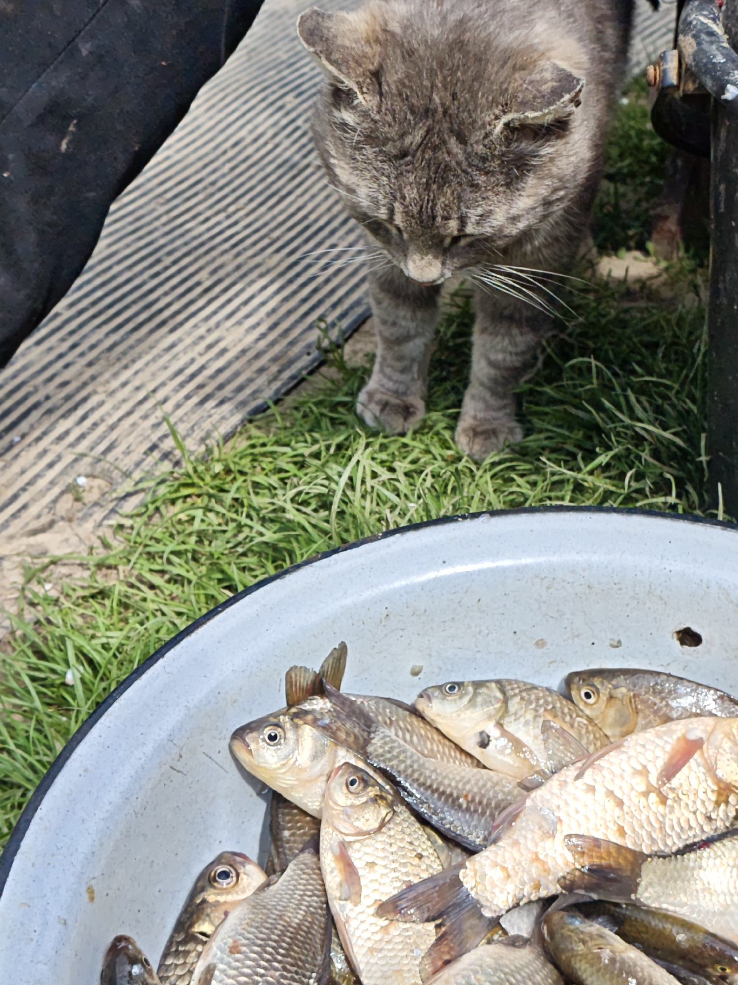 A gray tabby cat stands on green grass near a gray enamel bowl filled with several carp fish. A person wearing a dark garment stands to the left, near a black and gray striped surface. A black, metal object is behind the cat. This image was likely taken in Parkhomivka, Ukraine.