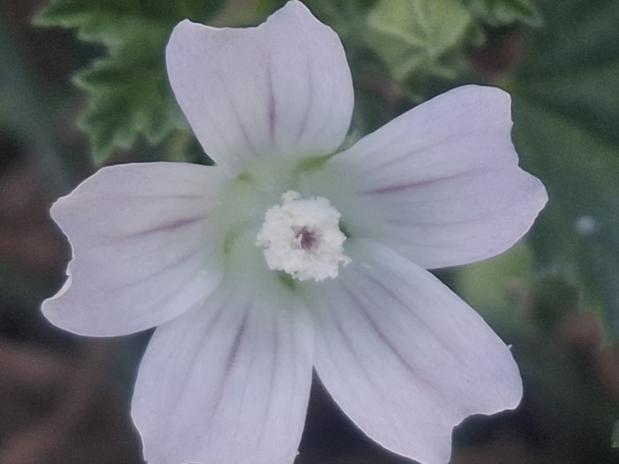A close-up, eye-level shot captures a pale purple flower with five petals. The petals are delicate and slightly translucent, with faint darker purple veins running through them. In the center of the flower, a cluster of white stamens with reddish tips is visible. The background is a soft blur of dark brown and green, suggesting foliage and a natural setting. No specific location in Almaty, Kazakhstan, can be identified from this image. The image is a still photograph of a single flower, with no people, objects, or actions other than the flower itself.