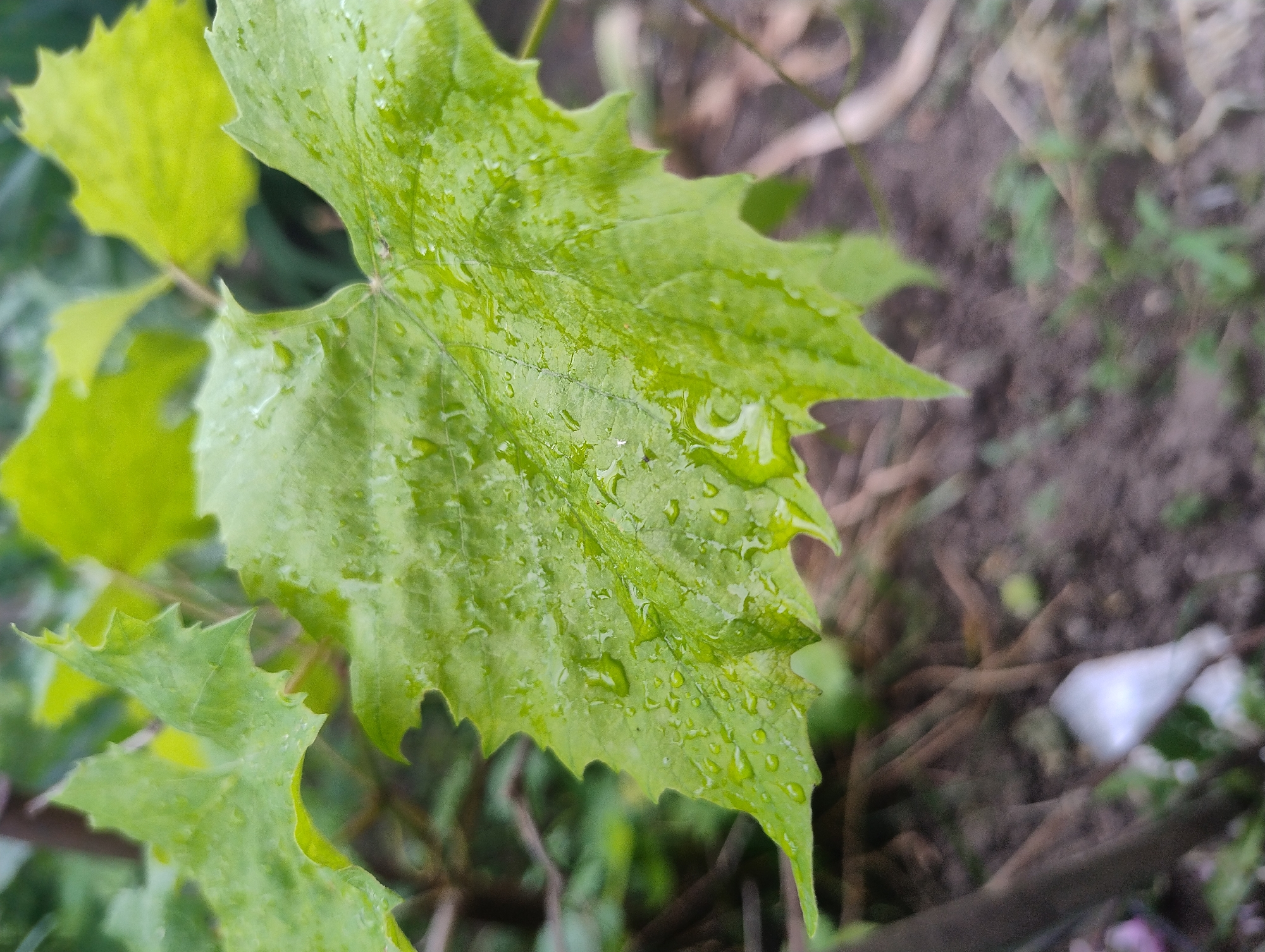A close-up, vertical shot focuses on a vibrantly green, wet leaf with sharp, serrated edges. Water droplets of varying sizes are scattered across its surface, reflecting light and giving it a glossy appearance. The leaf has prominent veins and a somewhat rough texture. In the background, other green leaves, slightly out of focus, suggest a leafy plant. The ground beneath is a blur of brown soil and thin, dry twigs, with a hint of greenery. A small, white, elongated object, possibly a piece of plastic or paper, is visible in the lower left portion of the frame, also out of focus. The lighting is soft and diffused, indicating an overcast day or shade. The scene appears to be outdoors, in a natural or garden setting, in an unspecified urban location.