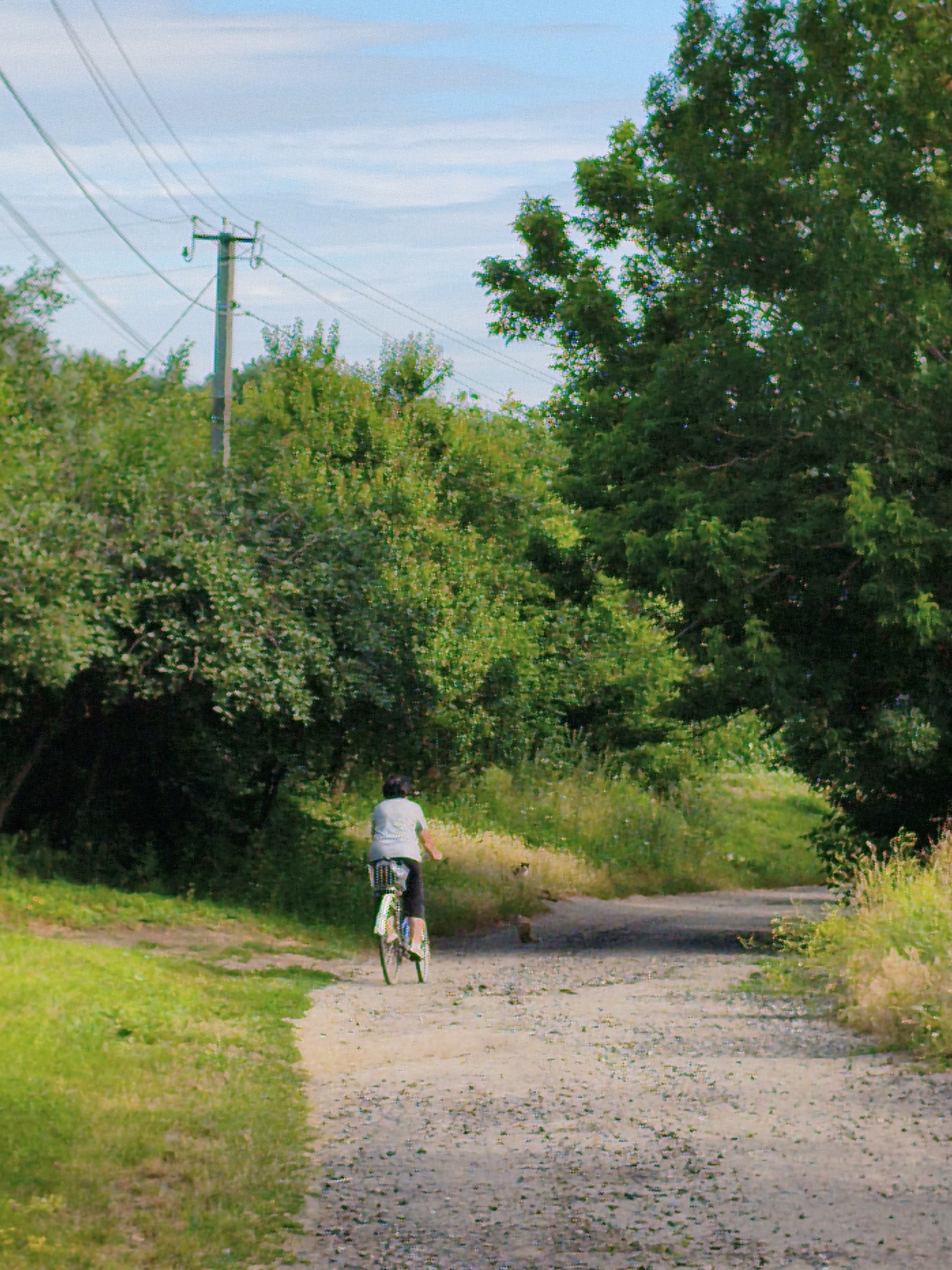 In the city of Ustyvytsia, Ukraine, a person is seen riding a bicycle on a gravel path. The rider, from behind, is wearing a light-colored t-shirt and dark shorts. The bicycle is white with a basket on the front. The path is surrounded by lush green trees and vegetation on both sides, with tall grass and wildflowers bordering the path. In the background, a utility pole with power lines stretches across the sky, which is a pale blue with some clouds. The scene depicts a tranquil, rural or semi-rural environment.