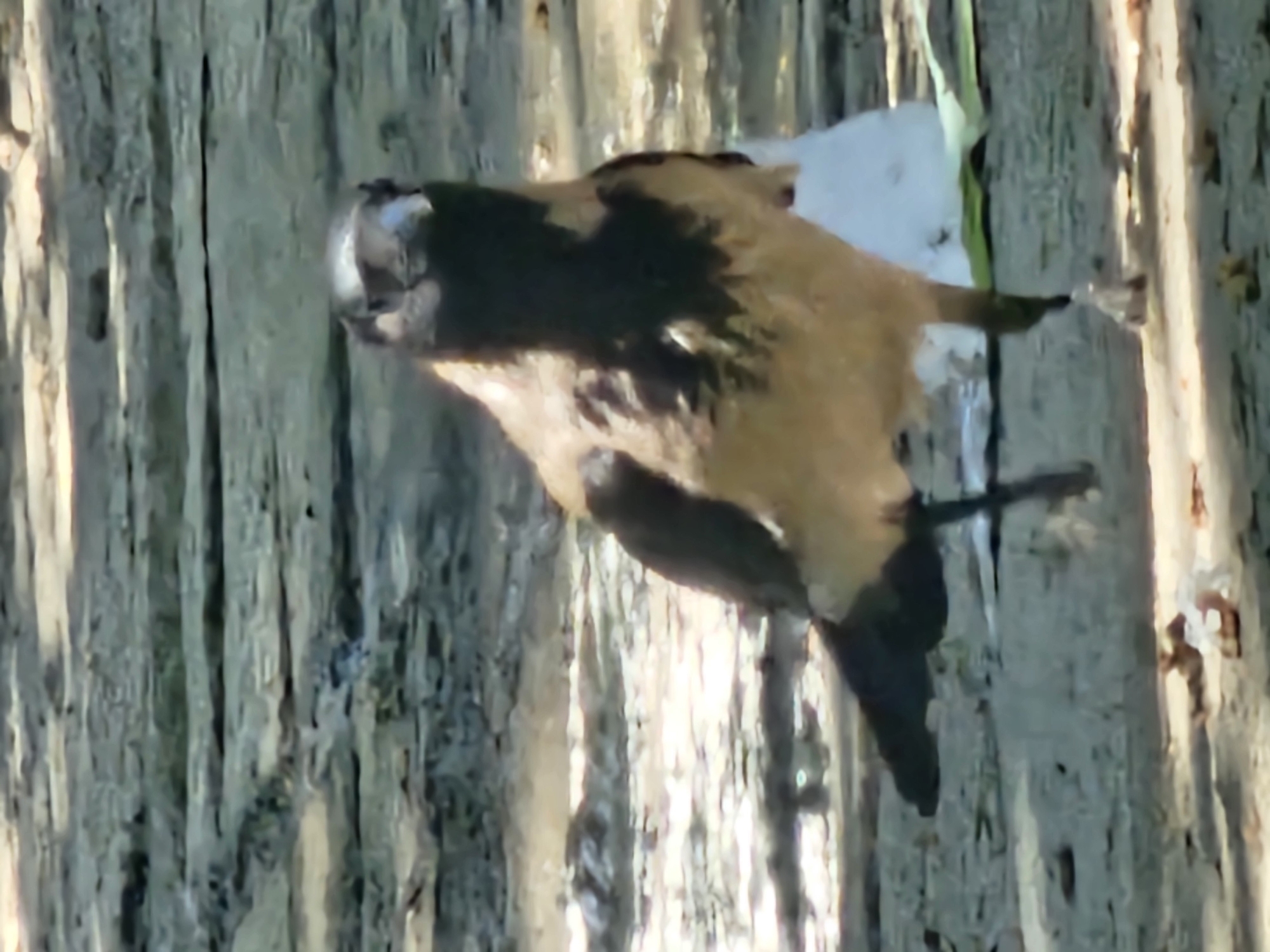 A hooded crow stands on a dirt and plank pathway. The crow is facing the camera, with its head slightly tilted. Its feathers are a mix of black and gray. The background is blurred and appears to be an outdoor environment, possibly in a park or natural area. There is some litter on the ground. The scene is lit by natural sunlight, creating shadows on the ground. No specific location in Plovdiv, Bulgaria can be identified from the image.