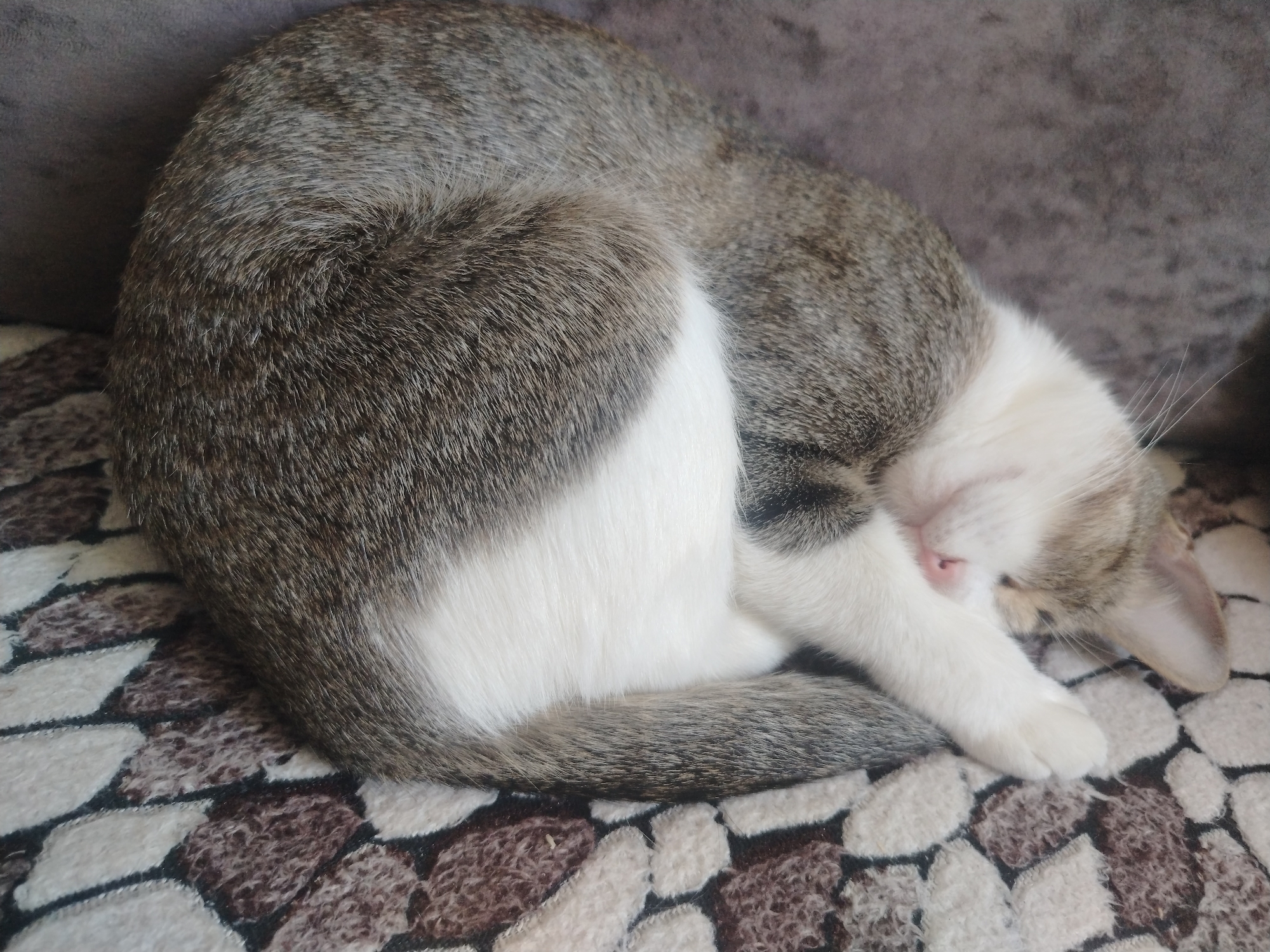 A tabby and white cat is curled up asleep on a patterned blanket and a grey upholstered surface. The cat's fur is a mixture of grey tabby stripes and white patches. Its head is tucked into its body, and one white paw is covering its face. The blanket has a repeating pattern of irregular shapes in shades of brown and off-white. The grey upholstered surface appears to be a piece of furniture, possibly a couch or chair. The lighting is soft, suggesting an indoor environment. The image does not provide any information that can be used to determine the location in the city of Nikolayevsk, Russia.