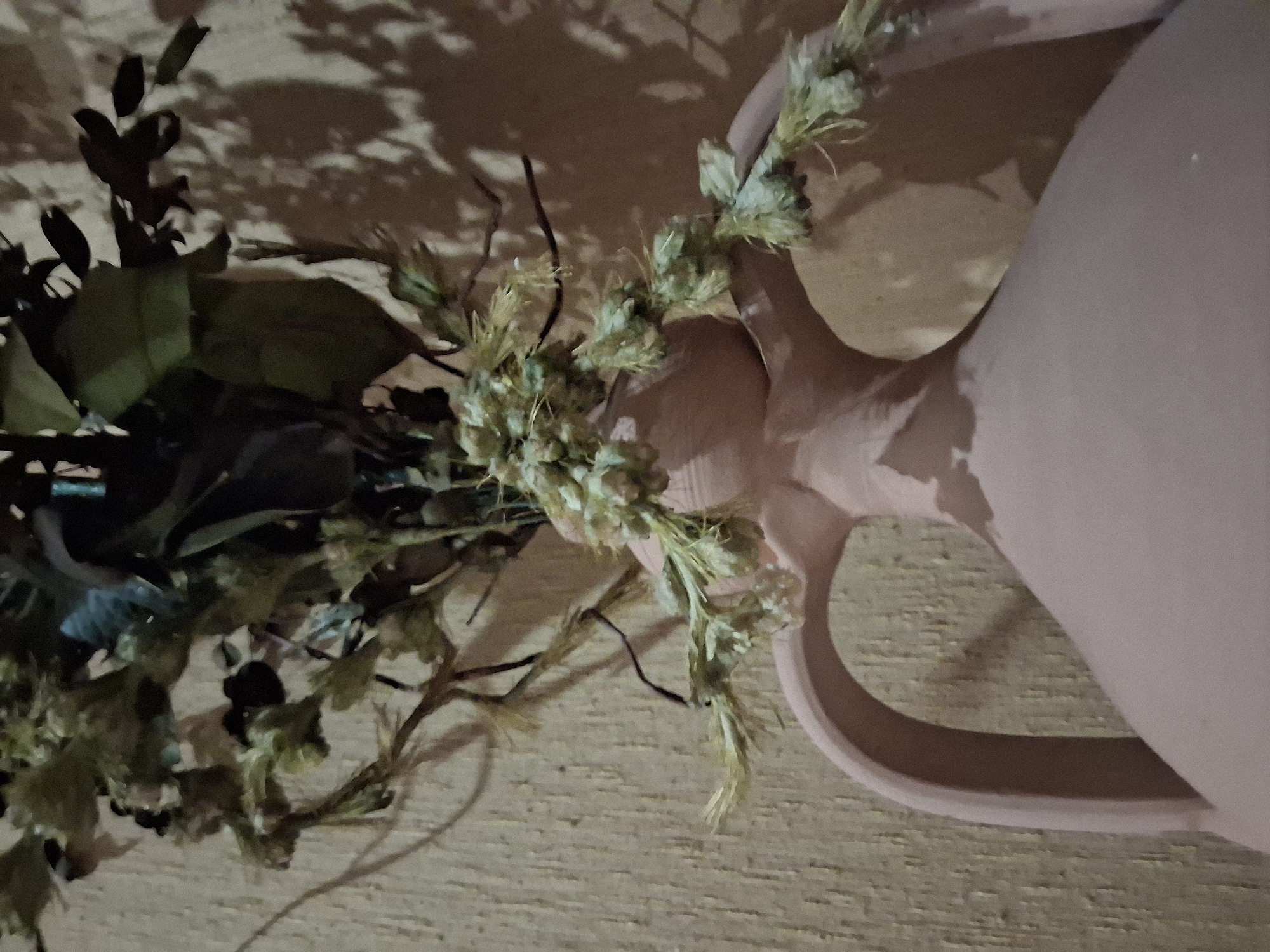 A close-up shot focuses on a terracotta vase filled with dried flowers and greenery. The vase has a light pink hue and features two curved handles. The dried plant material is arranged in a way that spills over the top and sides of the vase, with some stems hanging downwards. The background consists of a textured, light-colored wall, casting shadows from the plant. The lighting appears to be artificial, creating distinct shadows on the wall. The image does not depict any specific location within the city of Colorno, Italy.