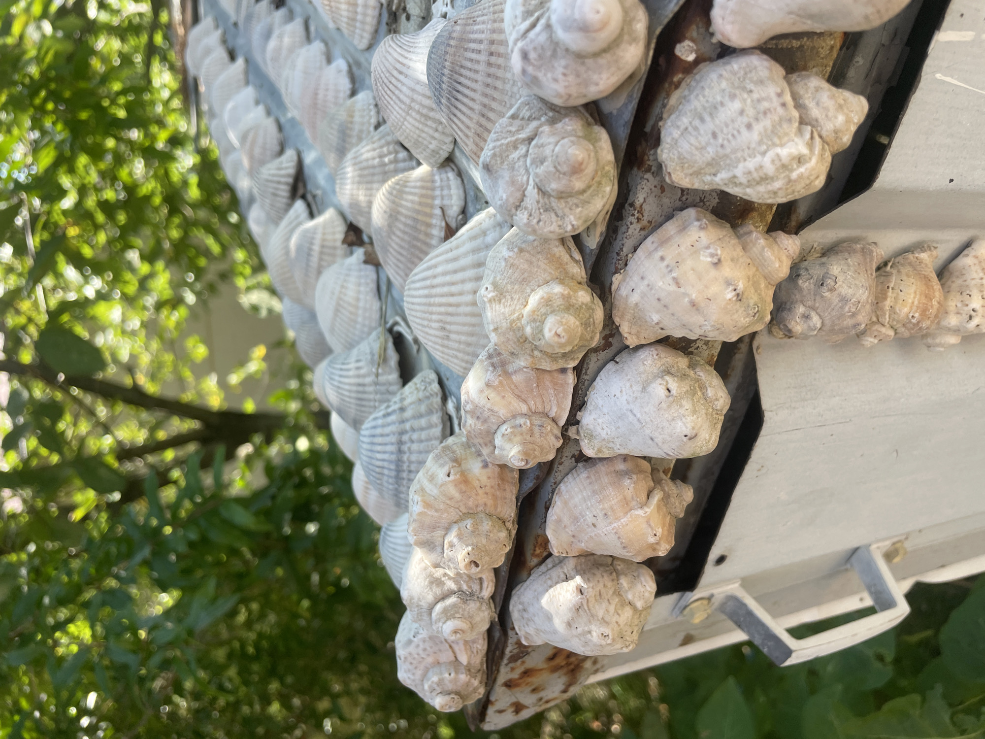 The image shows a close-up, eye-level view of an outdoor structure, possibly a mailbox or a small shed, decorated with an assortment of seashells. The shells are arranged in rows and clusters along the top edge and front of the structure. The shells vary in size, shape, and color, with many appearing to be conch shells and scallop shells. Some shells are pale beige, while others have hints of pink or brown. They are attached to a weathered, possibly metal, surface that shows signs of rust.
In the background, out of focus, is lush green foliage, suggesting a natural, possibly garden, setting. The sunlight filtering through the leaves creates a dappled effect, indicating it is daytime. The structure itself is painted a light color, perhaps white or light gray, and appears to have a handle on the left side. No people are visible in the image. The overall impression is of a decorative, perhaps handmade, embellishment on an everyday object, situated in an outdoor environment with abundant greenery. The image is a medium shot, focusing on the details of the seashell decoration and the texture of the weathered surface. There is no specific visual information within the image to place it in Baranovka, Russia.