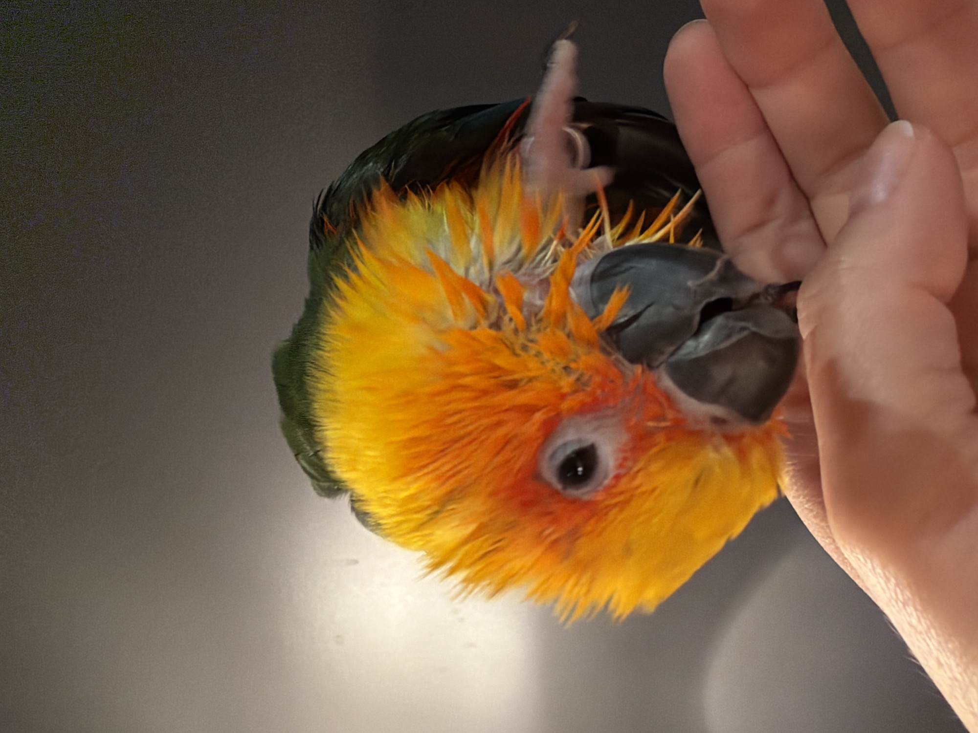 A Sun Conure parrot is perched on a person's hand. The parrot's head is tilted forward and to the left, with its bright yellow and orange feathers prominent. Its eye is visible and dark. The background is dark and out of focus. The image shows a close-up of the parrot and the hand, with the parrot's body partially obscured. The scene appears to be indoors, with artificial lighting. No specific location in Khimki, Russia, can be determined from the visual information.