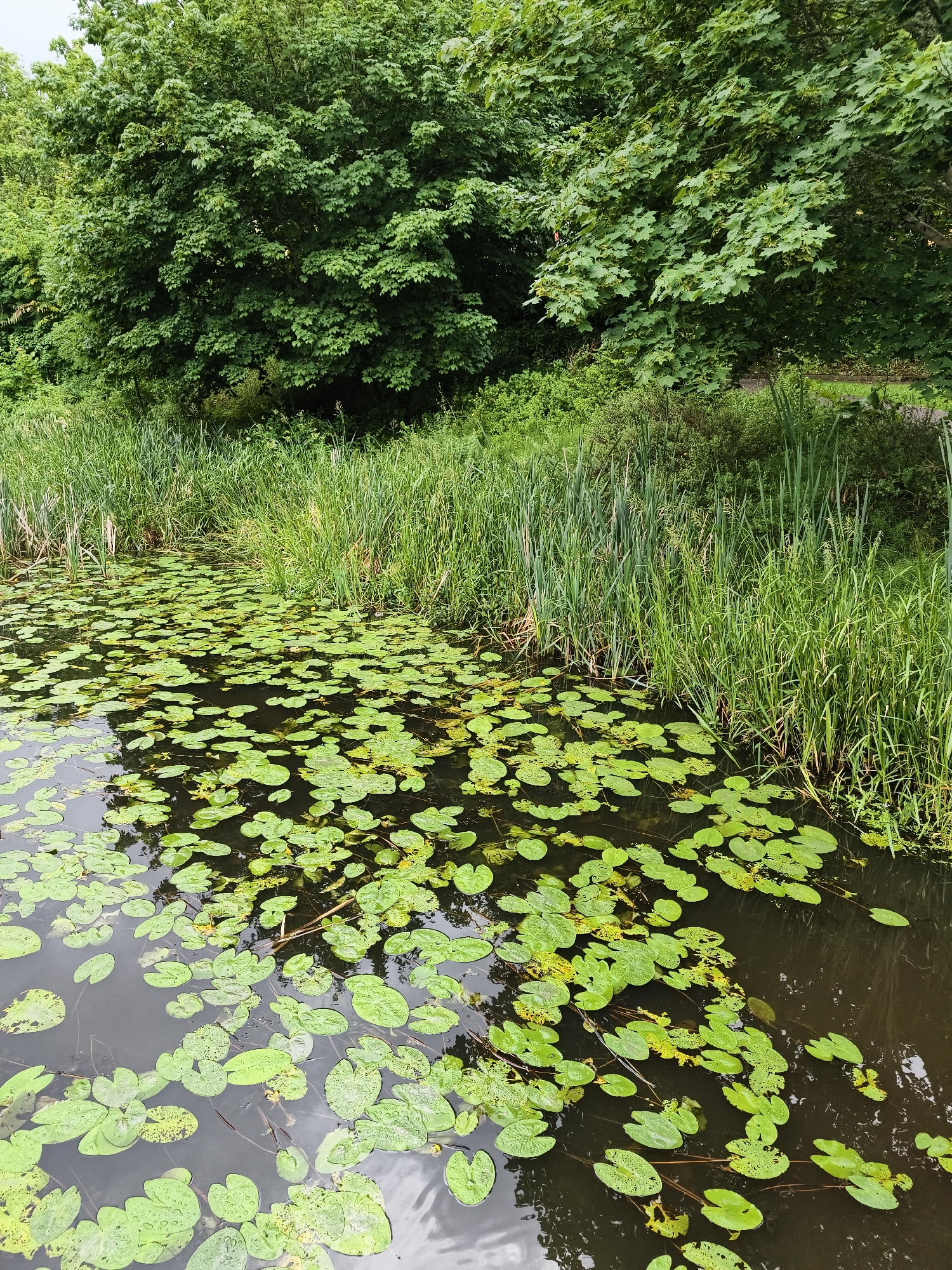 The image depicts a tranquil canal scene in Linköping, Sweden, likely during the summer. Dominating the foreground is a dark, still body of water covered with a dense carpet of vibrant green lily pads. The lily pads vary in size and shape, with some displaying intricate patterns of decay or insect damage. Tall, lush green reeds and grasses line the bank of the canal, creating a natural border. Behind the reeds, a dense canopy of mature green trees forms a verdant backdrop. The foliage is thick and casts shadows on the water, suggesting a moderately cloudy or overcast day. No people or animals are visible in the frame. The scene evokes a sense of peace and natural beauty, characteristic of the many waterways and green spaces found within Linköping.