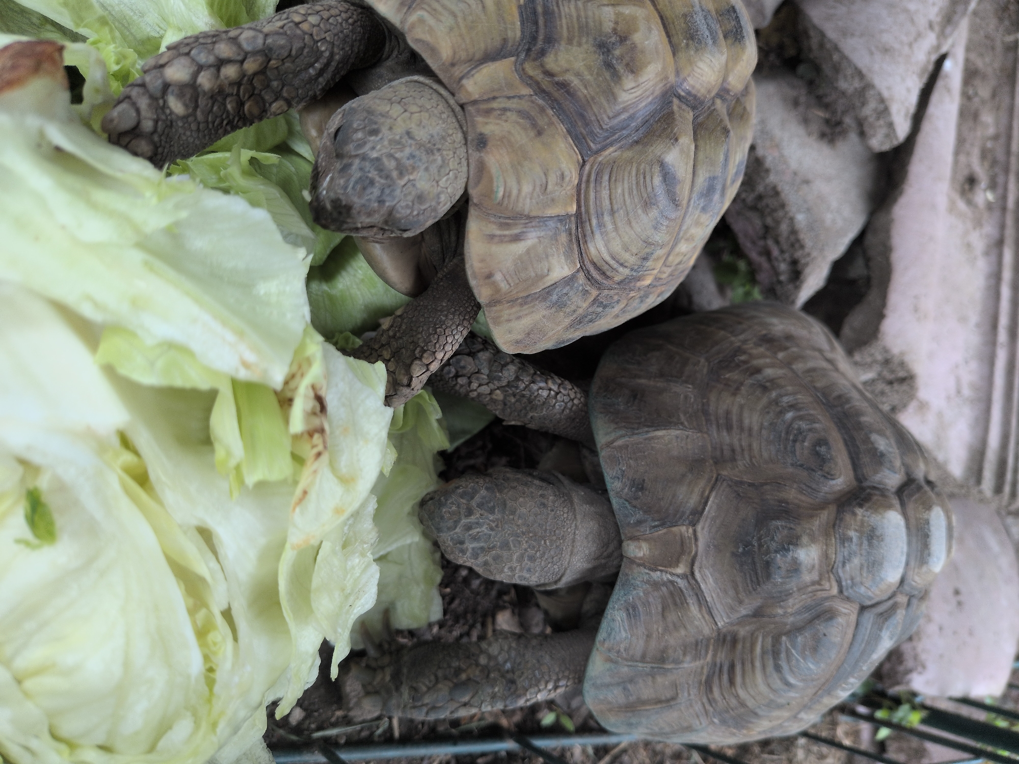 In Rastenberg, Germany, two tortoises are presented in a close-up, medium shot. The tortoises are positioned side-by-side, with the one on the left slightly in front of the one on the right. Both have their heads and front legs extended, seemingly interacting with a bed of shredded lettuce in the foreground. The tortoise on the left exhibits a shell with distinct brown and tan patterns, and its scaly head is visible. The tortoise on the right, larger than the one on the left, has a shell with a more uniform greyish-brown hue, and its head is turned away, with only the top of its shell and hind legs clearly discernible. The background consists of rough, broken concrete slabs and some dry, earthy ground. A hint of a green metal fence is visible on the far right edge of the image. The lighting suggests an outdoor environment, possibly during the daytime.