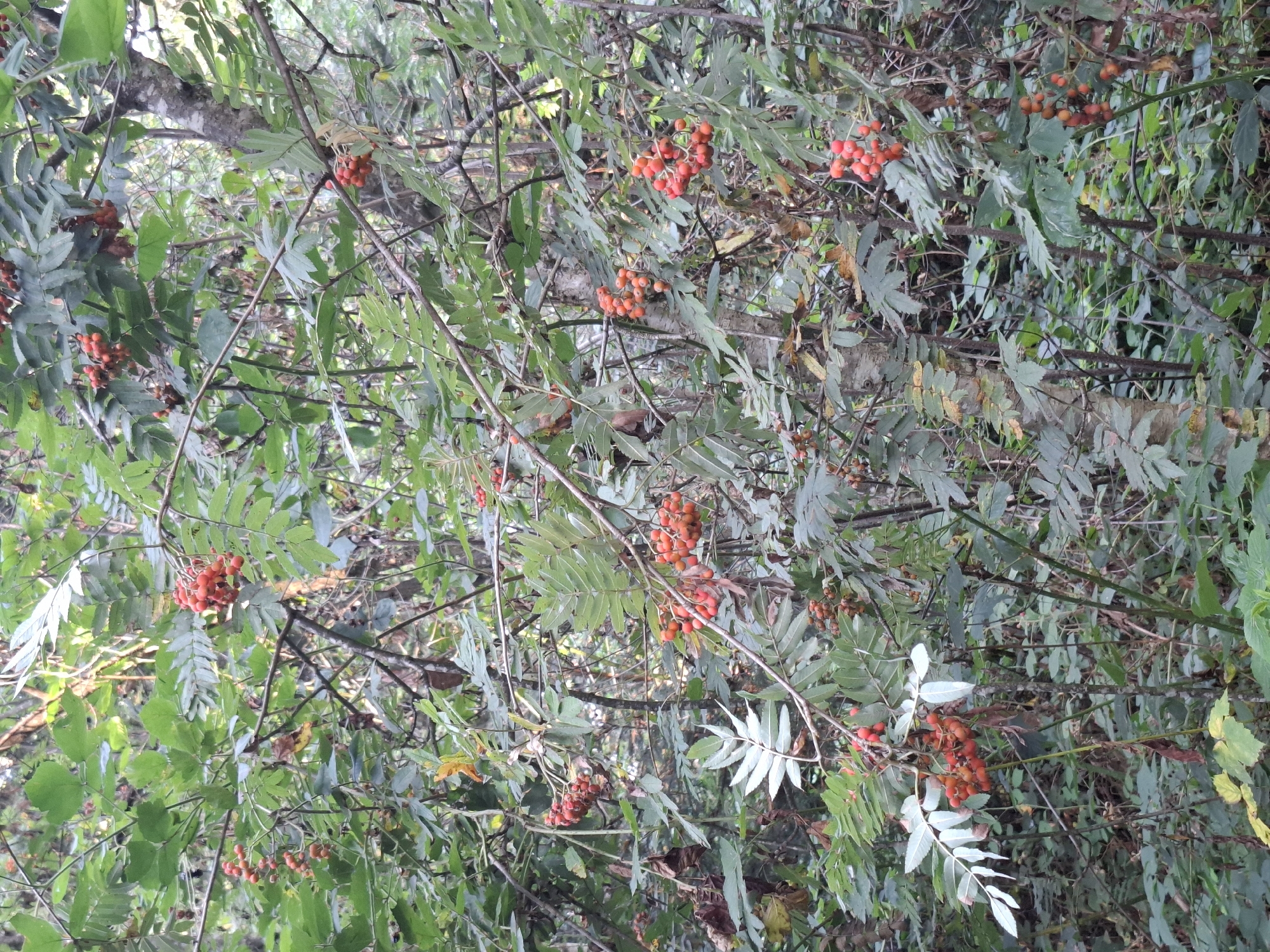 The image depicts a close-up view of a rowan tree with clusters of red berries amidst lush green foliage. The background is dense with more trees and branches, suggesting a natural, possibly wooded area. The lighting indicates it is daytime, with some dappled sunlight filtering through the leaves. The scene is static, showing the natural state of the tree and its surroundings. There are no people or animals visible. The environment appears to be a forest or woodland. The location in Eschenbach (LU), Switzerland, implies this is a temperate climate zone, consistent with the presence of deciduous trees and berries.