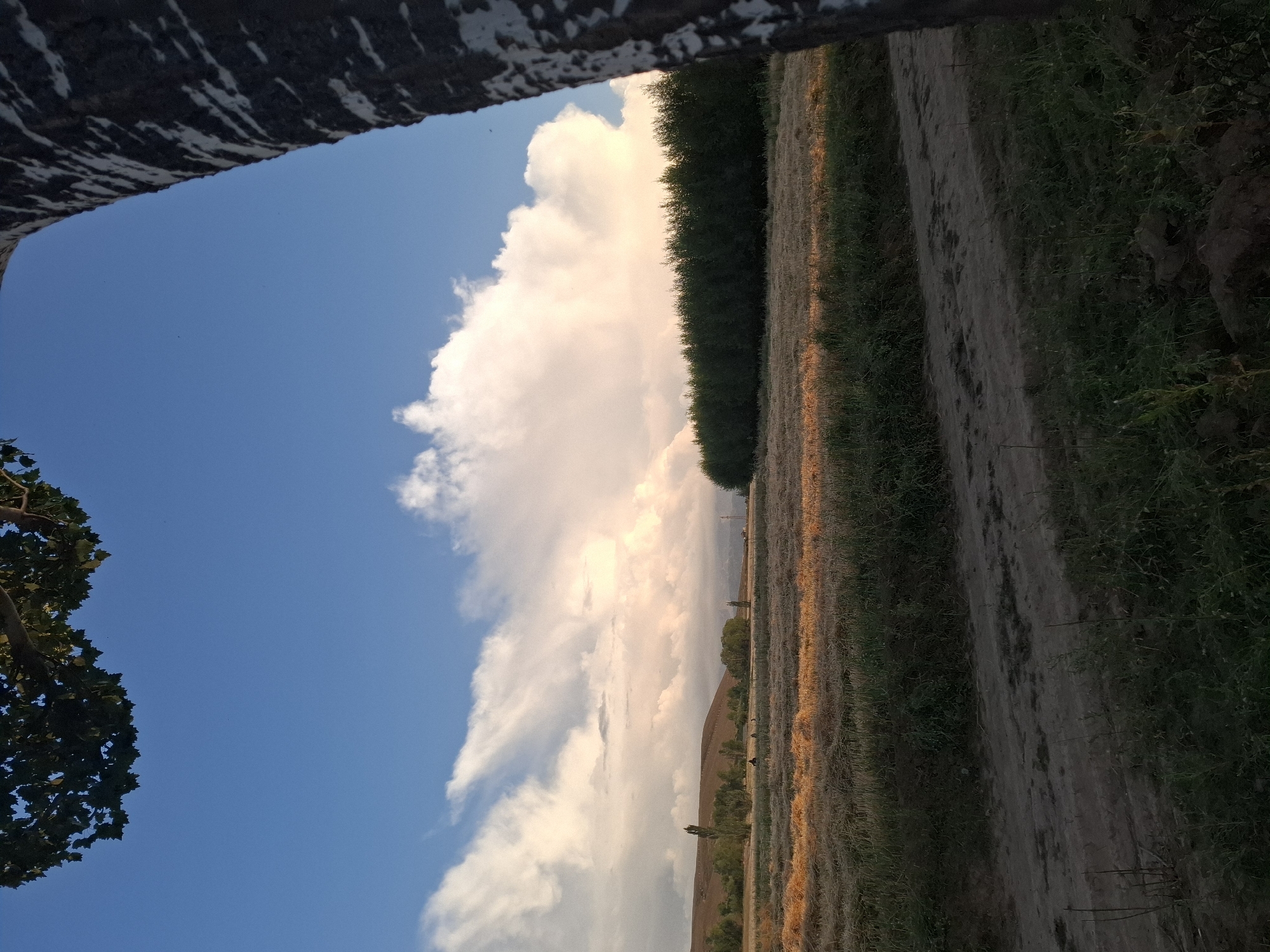 The image captures a rural landscape under a partly cloudy sky, possibly near Jeti-Ögüz, Kyrgyzstan. In the foreground, a dirt path runs diagonally across the frame, bordered by green grass. To the left of the path, a field of dry, golden grass or crops stretches towards a line of dark green trees. Beyond the trees, a gently sloping hill is visible, with more sparse vegetation. In the distance, mountains form the horizon. The sky is a vibrant blue, with large, billowy white clouds illuminated by the sun. The presence of trees and the open fields suggest an agricultural or natural setting. The composition is framed by the dark, textured bark of a tree on the right side and the green leaves of another tree on the upper left.