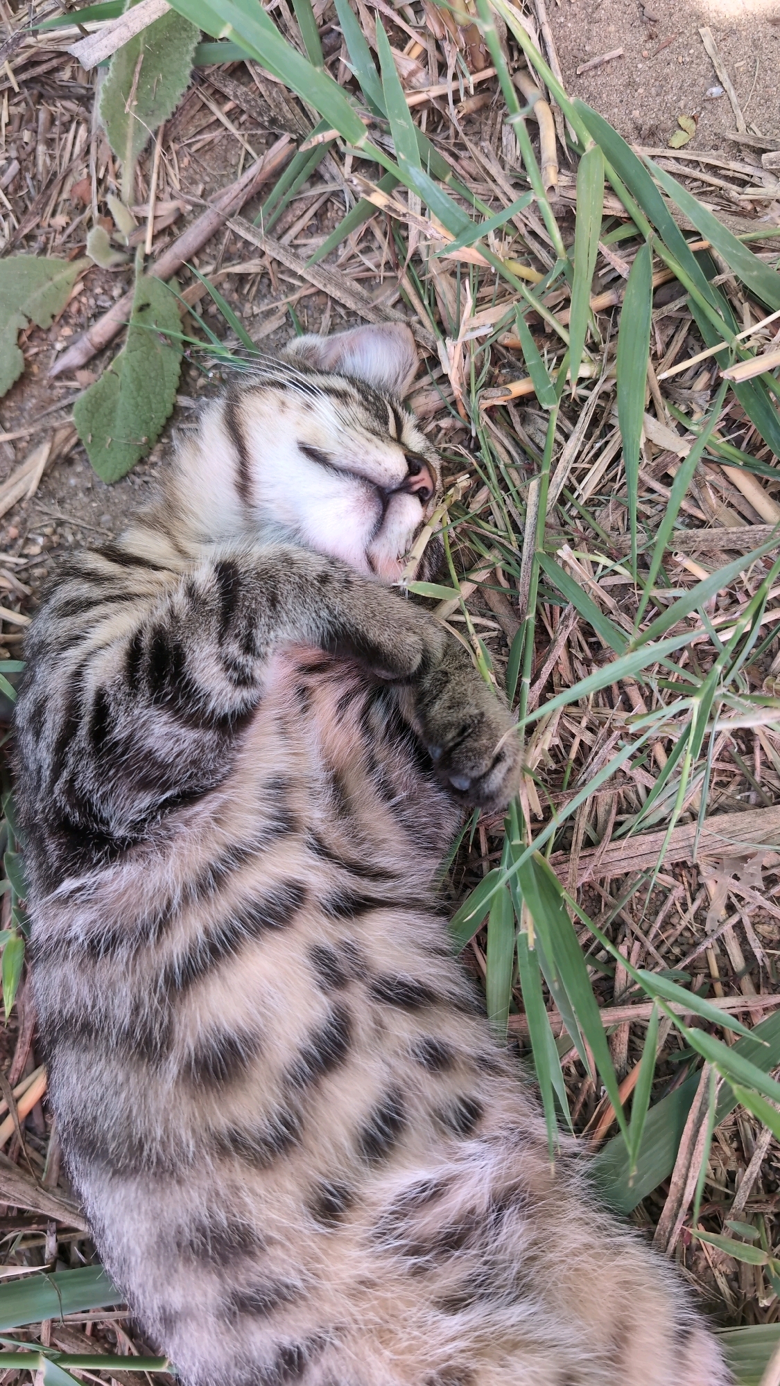 A tabby kitten is sleeping on its back in the grass and dry leaves in Taborivka, Ukraine. The kitten has closed eyes and its paws are crossed over its chest. The kitten's fur is a mix of gray, brown, and white with dark stripes. The background consists of dry grass, leaves, and soil.