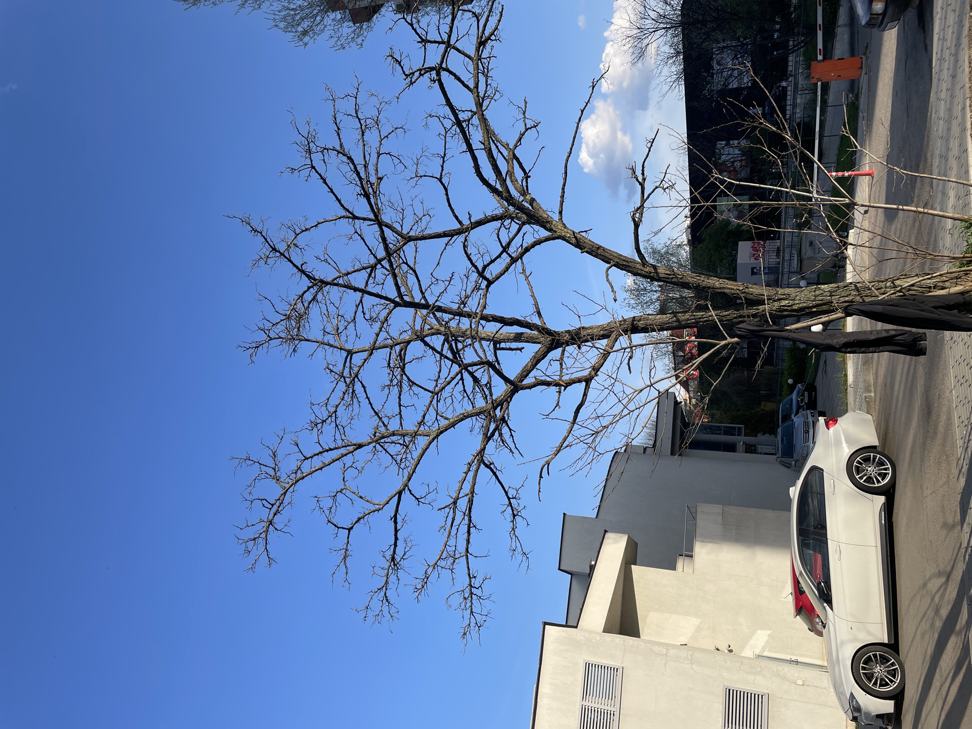 The image depicts a leafless tree with bare branches against a clear blue sky, located in an urban environment. A modern, white building is situated behind the tree, and a white sedan is parked along the side of the road. Further in the background, there appears to be a darker building or dense foliage, alongside a street and what appears to be a gate. The image was taken in Sofia, Bulgaria.