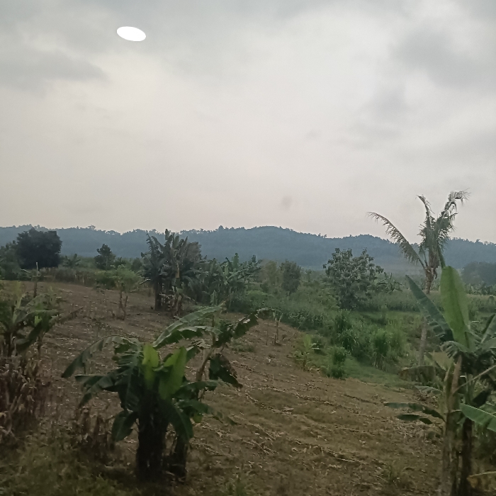 The image shows a rural landscape with green foliage and a cloudy sky. The location is a field in Kedungjati, Indonesia, with coordinates -7.174 latitude and 110.657 longitude. The foreground shows green banana plants scattered across the dry, brown field. In the midground, there is a lush green forest, and in the background, a low, forested hill range. There are no people visible in the image. The sun is partially obscured by clouds in the upper left of the image, casting a pale, diffused light on the scene. The overall impression is one of peaceful, rural tranquility.