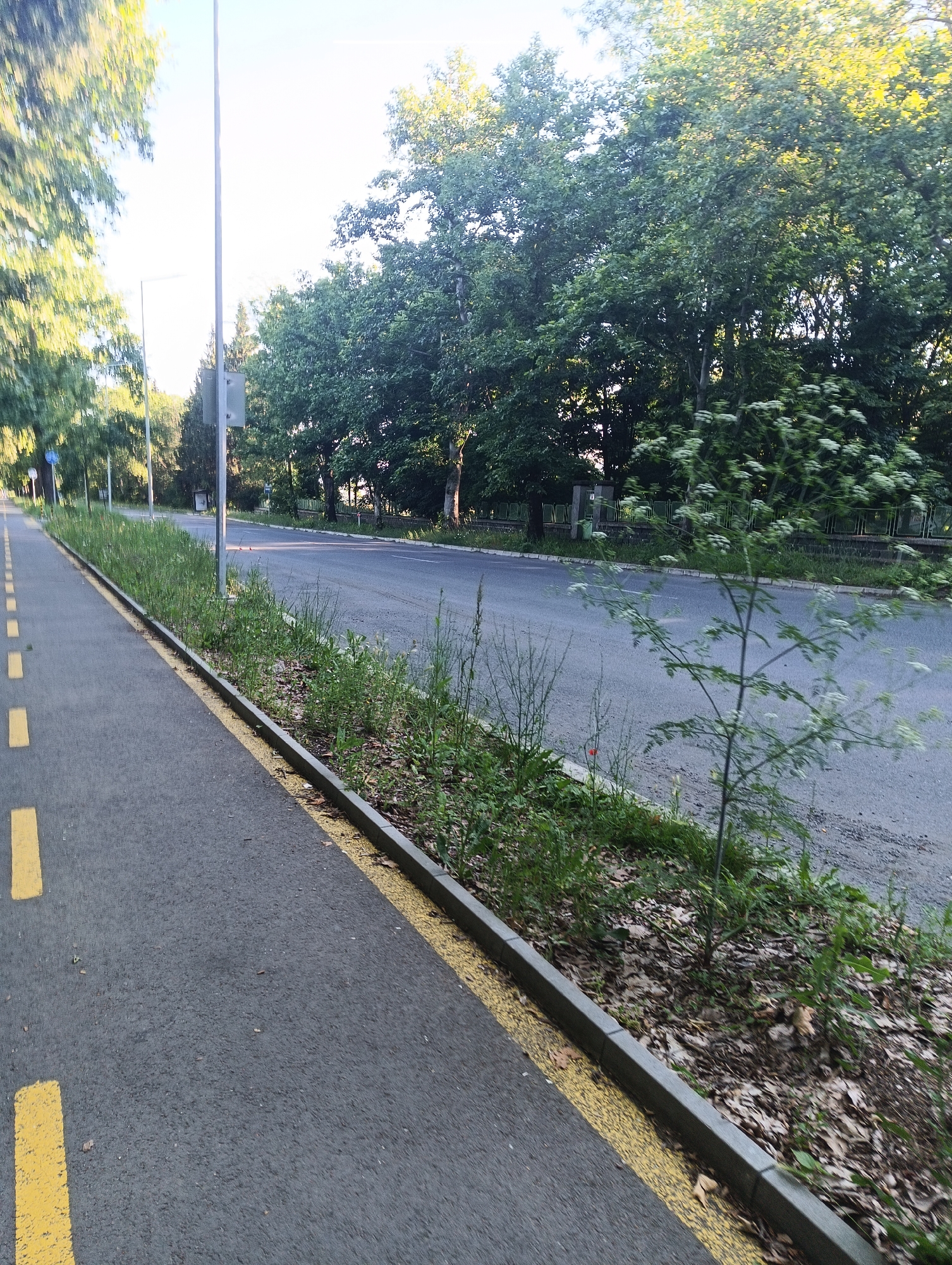 The image depicts a paved roadway with a marked bicycle lane to the left. The bicycle lane is demarcated by yellow dashed lines. The roadway itself is asphalt, with a light grey curb separating it from a grassy verge. This verge is populated with wild grasses and some leafy plants, including a small tree with white flowers. Beyond the verge, mature trees with dense green foliage line the street. The sky is visible above the trees, appearing bright and possibly overcast, suggesting daylight. The scene is likely an urban or suburban environment, given the presence of a paved road, bicycle lane, and street lighting infrastructure. Based on available information, this scene is located on a street in Karnobat, Bulgaria.