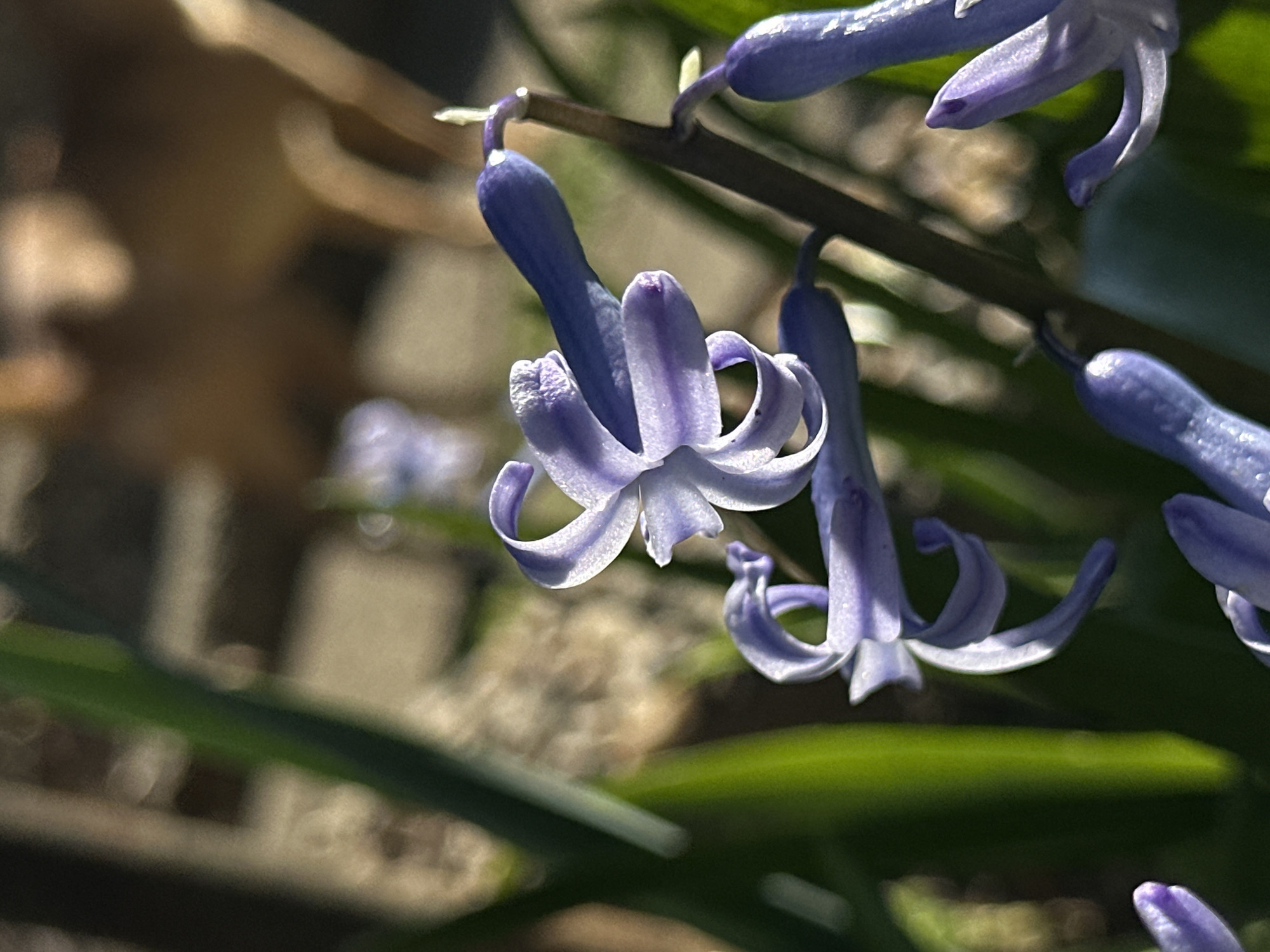 The image shows close-up view of purple hyacinth flowers blooming on a single stem. The flowers are in focus, with their petals curled back. The stem is brown and runs diagonally across the frame. Green leaves are visible in the foreground and background, slightly out of focus. There is a blurred background of a stone or brick structure and a brown, possibly dead, leaf. The location, Slavyani, Bulgaria, is not discernable from the visual evidence, and therefore cannot be confirmed forensically.