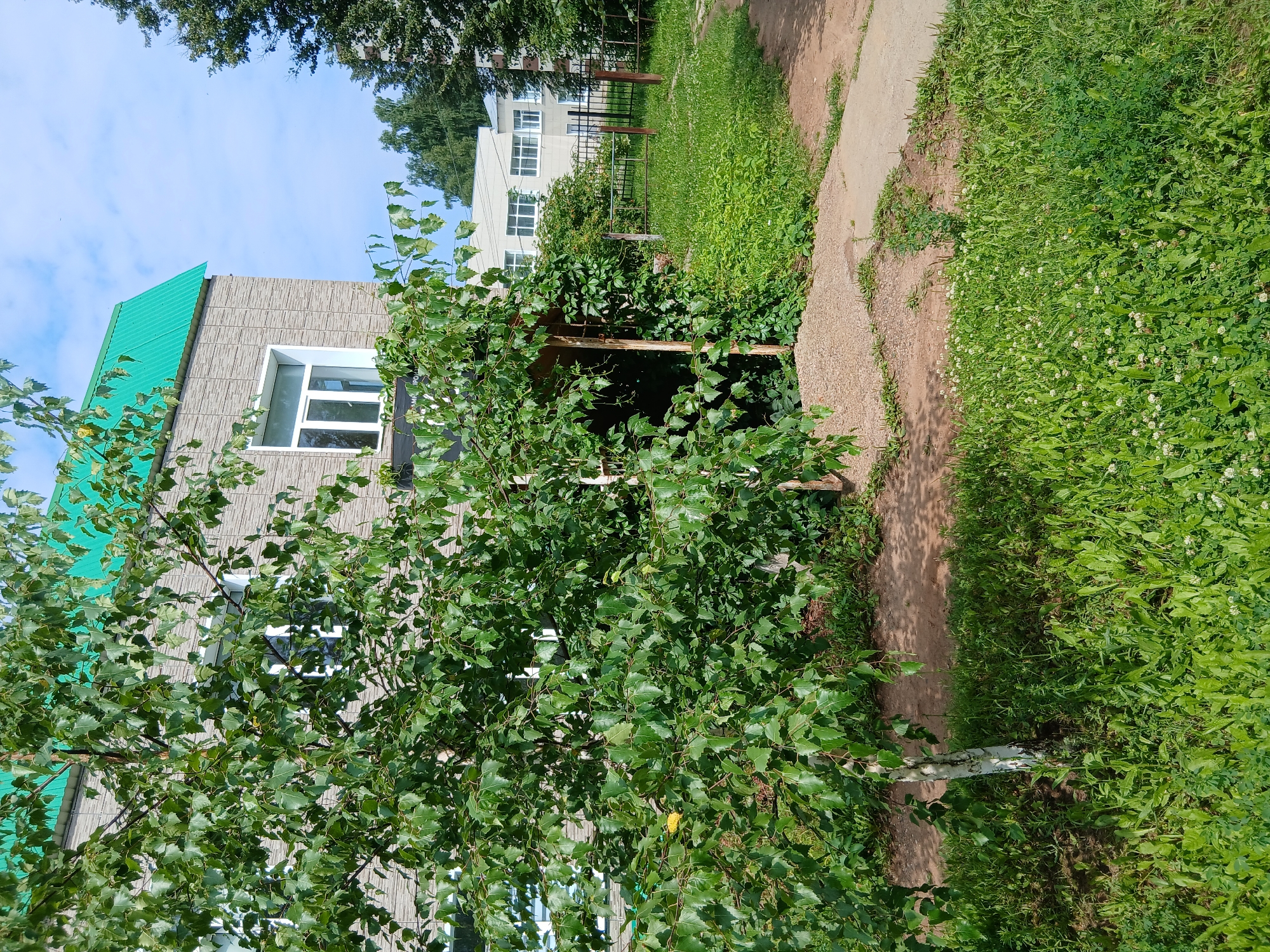 A medium shot captures the entrance to a building in a suburban setting. In the foreground, a young birch tree with white bark and abundant green leaves stands to the left of the frame, its branches extending across the upper left portion of the image. Behind the tree, an entranceway is covered by a trellis overgrown with dense green ivy. The trellis is supported by wooden posts and leads into a dark opening. A path of fine gravel leads from the foreground to the entrance. A concrete sidewalk runs from the bottom right of the frame towards the entrance. The building itself has a light grey, textured facade and a bright green, corrugated metal roof. A white-framed window is visible on the upper story. To the right of the building, a black metal fence encloses a grassy area with more lush vegetation. Further in the background, another light-colored building with multiple windows can be seen. The sky is bright blue with scattered white clouds. The ground is covered in green grass, with patches of clover and small white flowers. The overall scene depicts a well-maintained outdoor space on a sunny day.