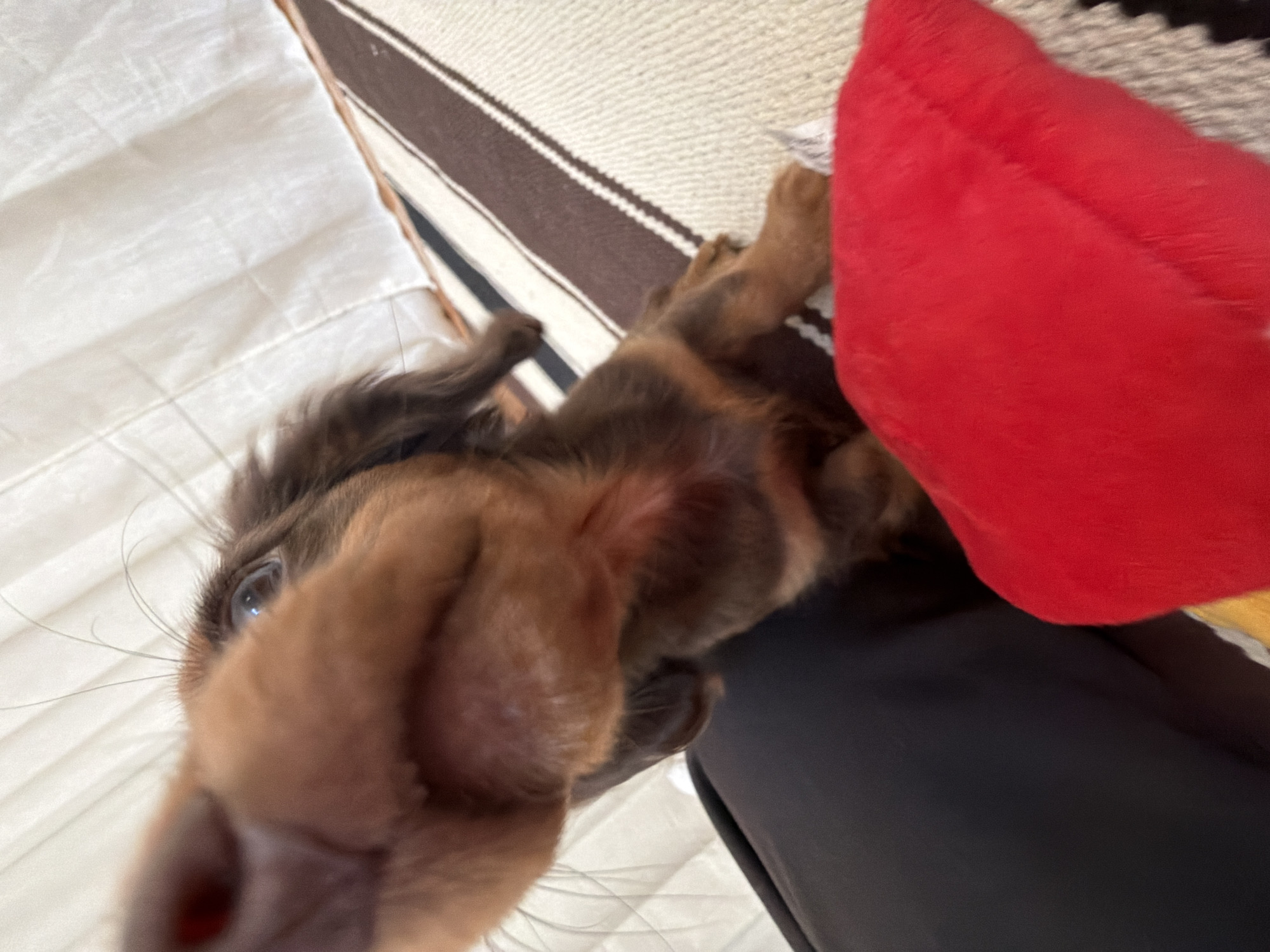 A close-up, low-angle shot depicts a long-haired dachshund, primarily brown, resting on a person's lap clad in black fabric. A red object, possibly a toy, is positioned near the dog. The backdrop includes a surface covered in a beige and brown striped pattern. Further in the background, there is a white, textured material, likely bedding. The focus is on the dog's face, with its nose dominating the frame. Location is not discernible.
