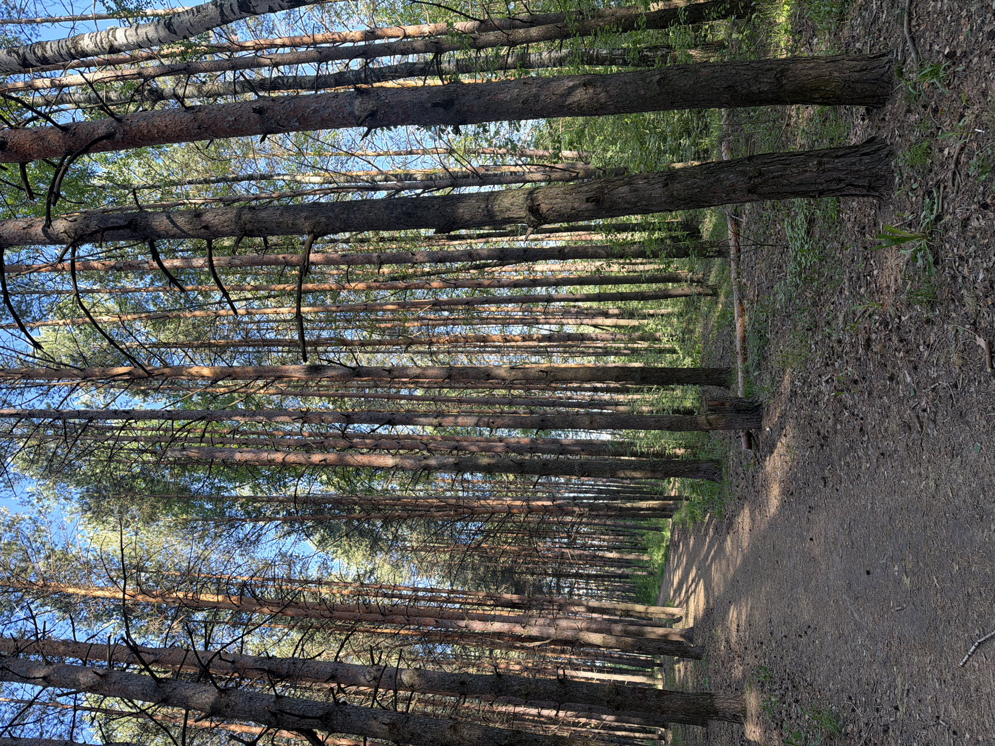 The image depicts a path through a dense pine forest. Sunlight filters through the trees, casting shadows on the dirt path. The location is in Chaikovsky, Russia. The trunks of the trees are tall and straight, creating a corridor-like effect. No people are visible. The environment appears natural with ground cover and fallen pine needles. The sky is visible through the canopy.