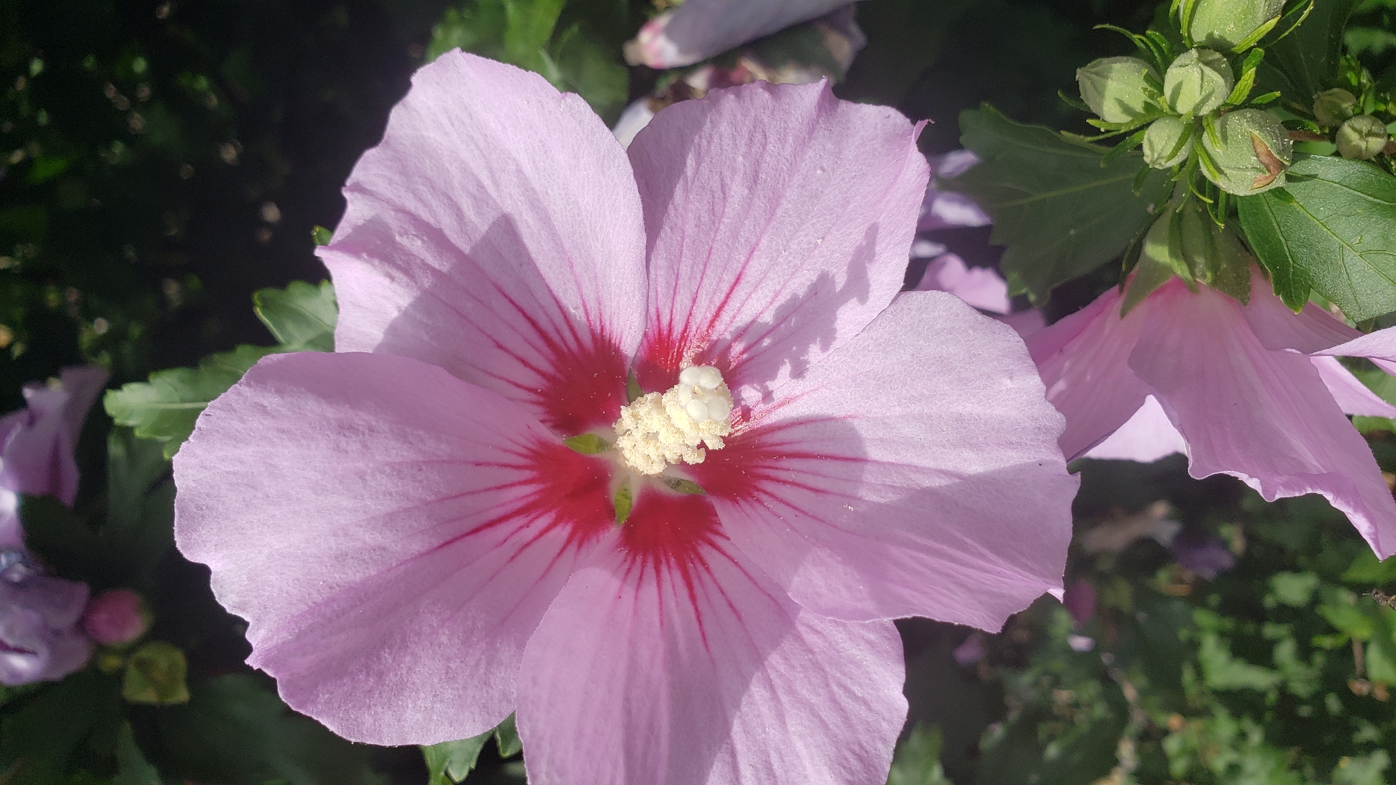 A close-up, vertical shot captures a light pink hibiscus flower with prominent red veins radiating from its center. The stamen is a pale yellow, with small white growths at its tip. Behind the main flower, another hibiscus flower, also in a lighter shade of pink, is visible, along with several green buds and leaves. The background is blurred and dark green, suggesting foliage. The image does not provide information about the location in Prešov, Slovakia.