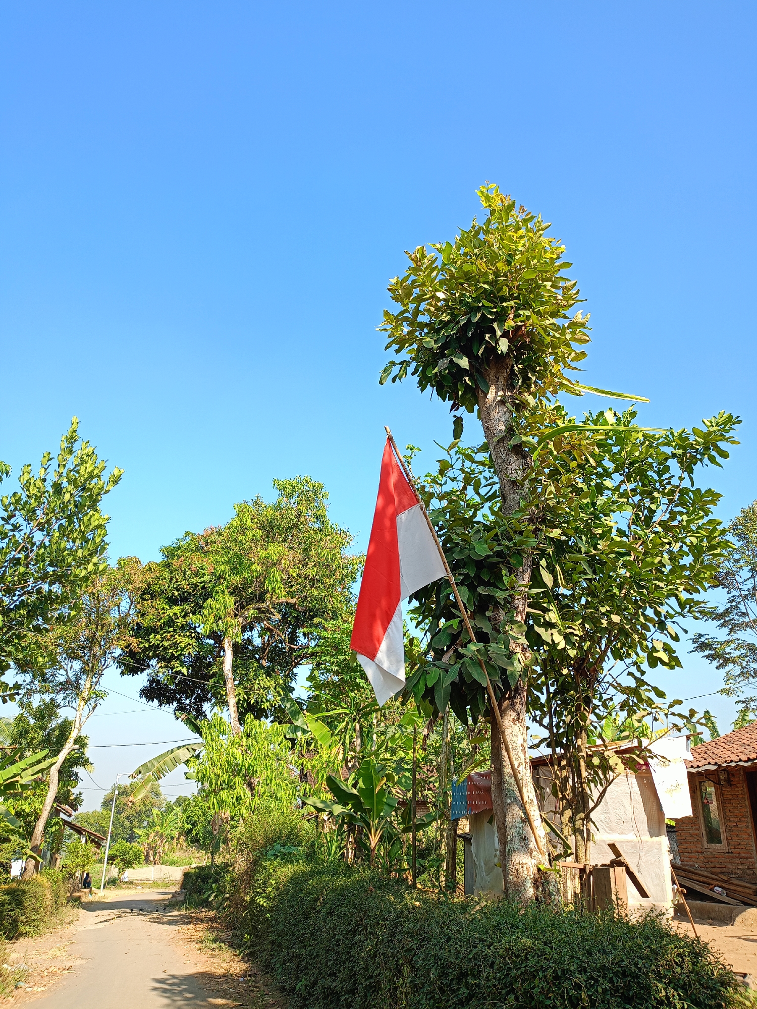 A red and white flag of Indonesia is flying on a flagpole attached to a tree on the right side of a dirt road. The flag is partially obscured by leaves and branches. Several trees with green foliage are visible on either side of the road, and in the background, there are houses and a clear blue sky. The scene appears to be set in a rural area.