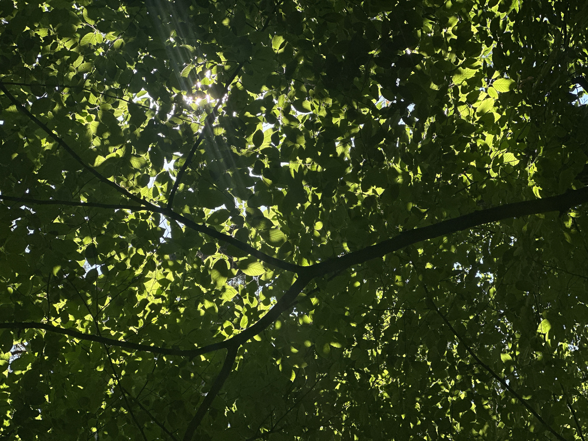 The image captures a dappled sunlight filtering through a canopy of lush green leaves. The perspective is from beneath the trees, looking upwards, with branches creating a network against the bright sky. Sunbeams pierce through the foliage, illuminating some leaves with a vibrant, almost translucent green and casting intricate shadows on others. The play of light and shadow creates a dynamic and serene visual effect. The leaves appear to be from a deciduous tree, common in forests or parks. The time of day is clearly daytime, with the sun high enough to create strong rays. The weather appears to be clear and sunny, allowing for such pronounced light penetration. There are no people or specific objects visible, the scene is purely natural. The overall mood evoked is one of peace and natural beauty, characteristic of being outdoors on a sunny day in a wooded area. There is no visible text in the image.