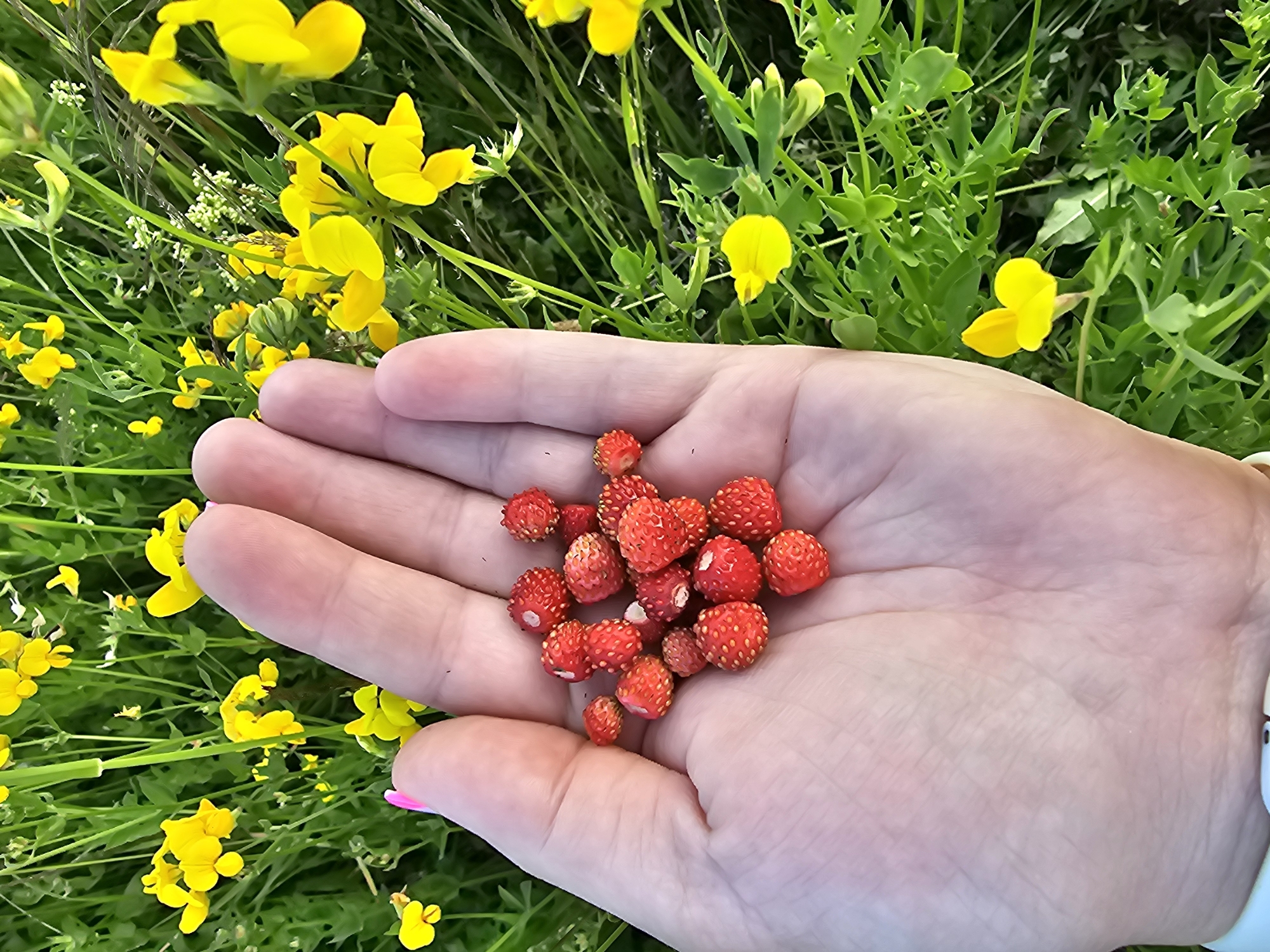 A close-up, eye-level shot shows a person's open palm filled with wild strawberries. The hand is positioned against a blurred background of green foliage and yellow wildflowers, likely in a natural setting such as a meadow or field. The strawberries are small, bright red, and appear to be ripe. The image was captured in Alnash, Russia.