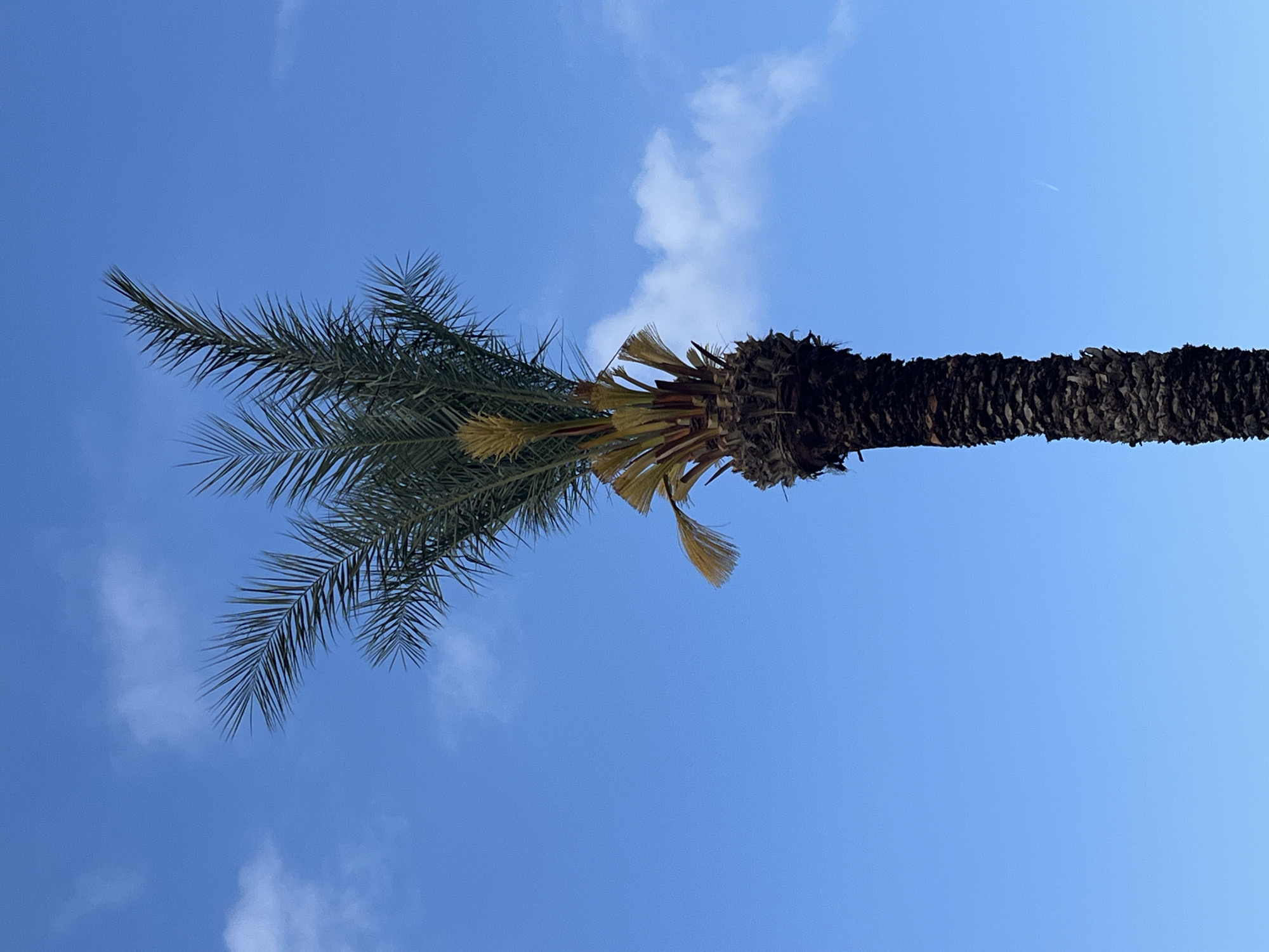 An outdoor, upward-looking shot captures the top of a tall palm tree against a vibrant blue sky. The palm tree, appearing vertically oriented after implicit rotation for natural viewing, features a robust, dark brown trunk with a distinct, textured pattern. A dense crown of green, spiky fronds spreads across the left side of the frame, with some yellowish fronds visible closer to the trunk's top, indicative of either new growth or older fronds.
The backdrop is a clear and expansive blue sky, dotted with sparse, fluffy white clouds. A subtle, thin white contrail, presumably from an aircraft, is faintly visible in the upper right corner of the sky. The bright, even lighting suggests it is daytime, likely mid-morning or afternoon, under sunny weather conditions. The scene conveys a sense of tranquility and is characteristic of a warm, tropical or Mediterranean environment, aligning with the provided location context of Alanya, Turkey. No discernible text is present in the image.